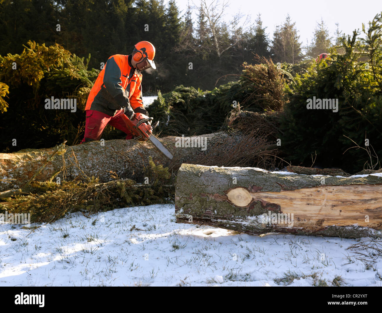 Logging, felled wood being processed into lumber, Freiamt, Black Forest