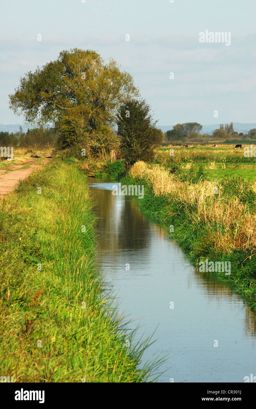 Curry Moor Somerset Levels wetland drainage ditch portrait Stock Photo