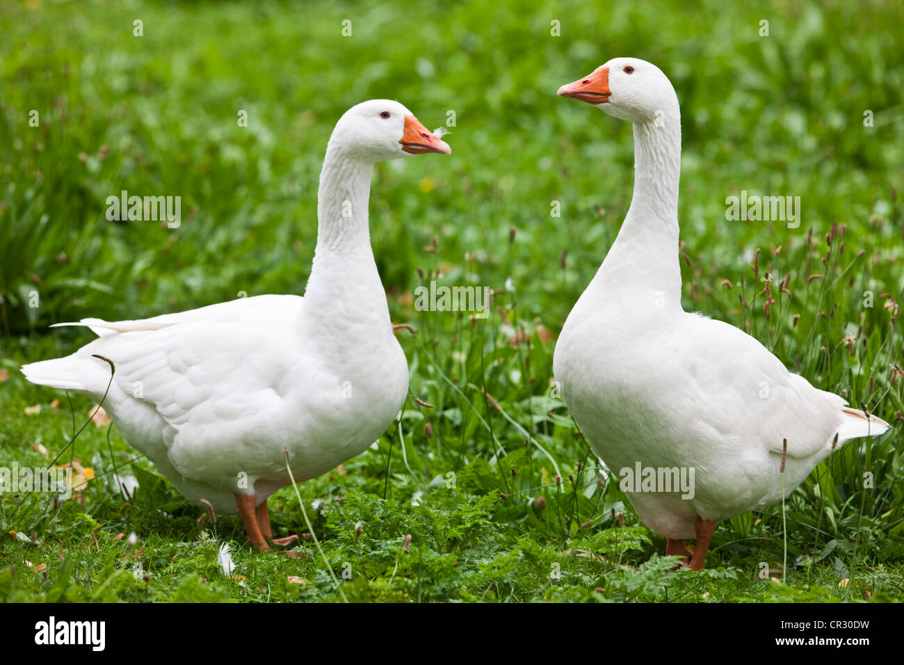 Domestic geese (Anser anser f. domestica), Czech Republic, Europe Stock Photo