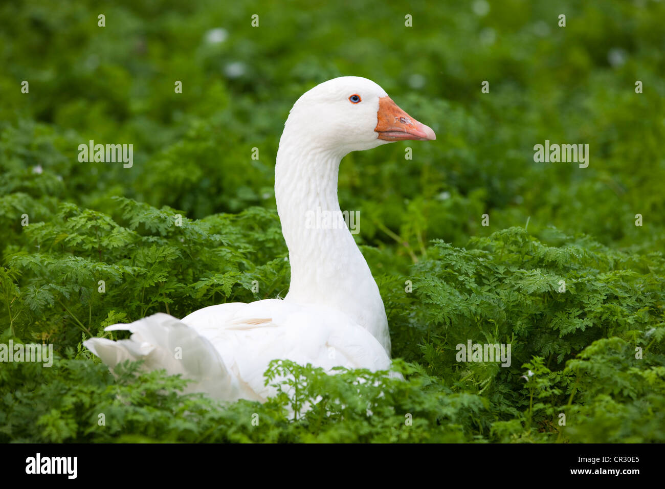 Domestic goose (Anser anser f. domestica), Czech Republic, Europe Stock Photo