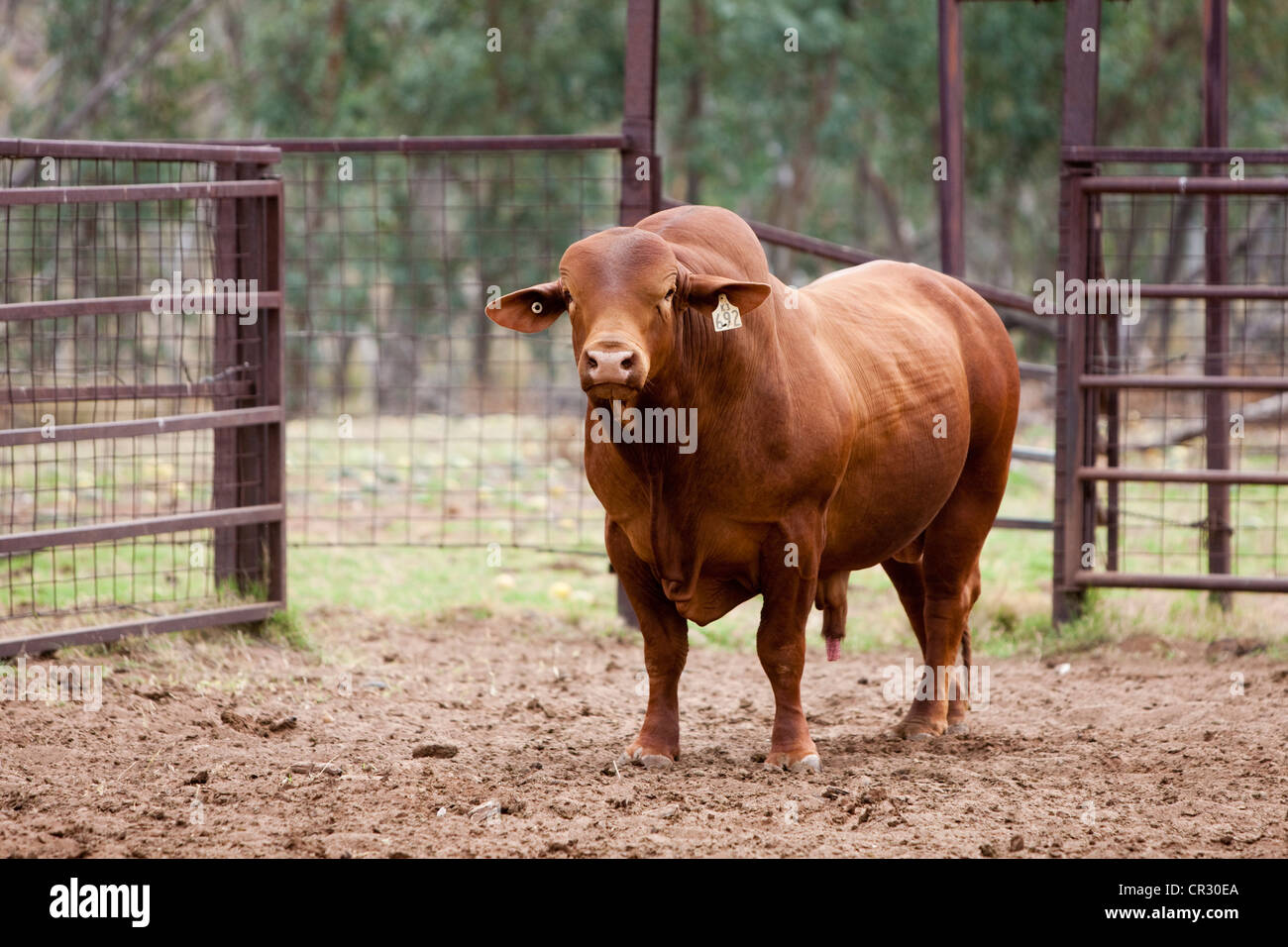 Zebu, indicus cattle (Bos primigenius indicus), Northern Territory, Australia Stock Photo