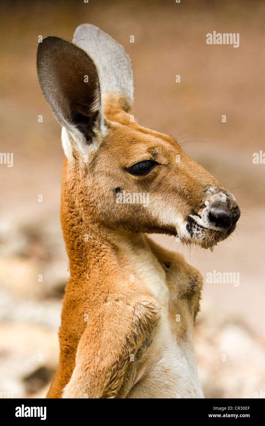 Red kangaroo (Macropus rufus), portrait, Northern Territory, Australia Stock Photo