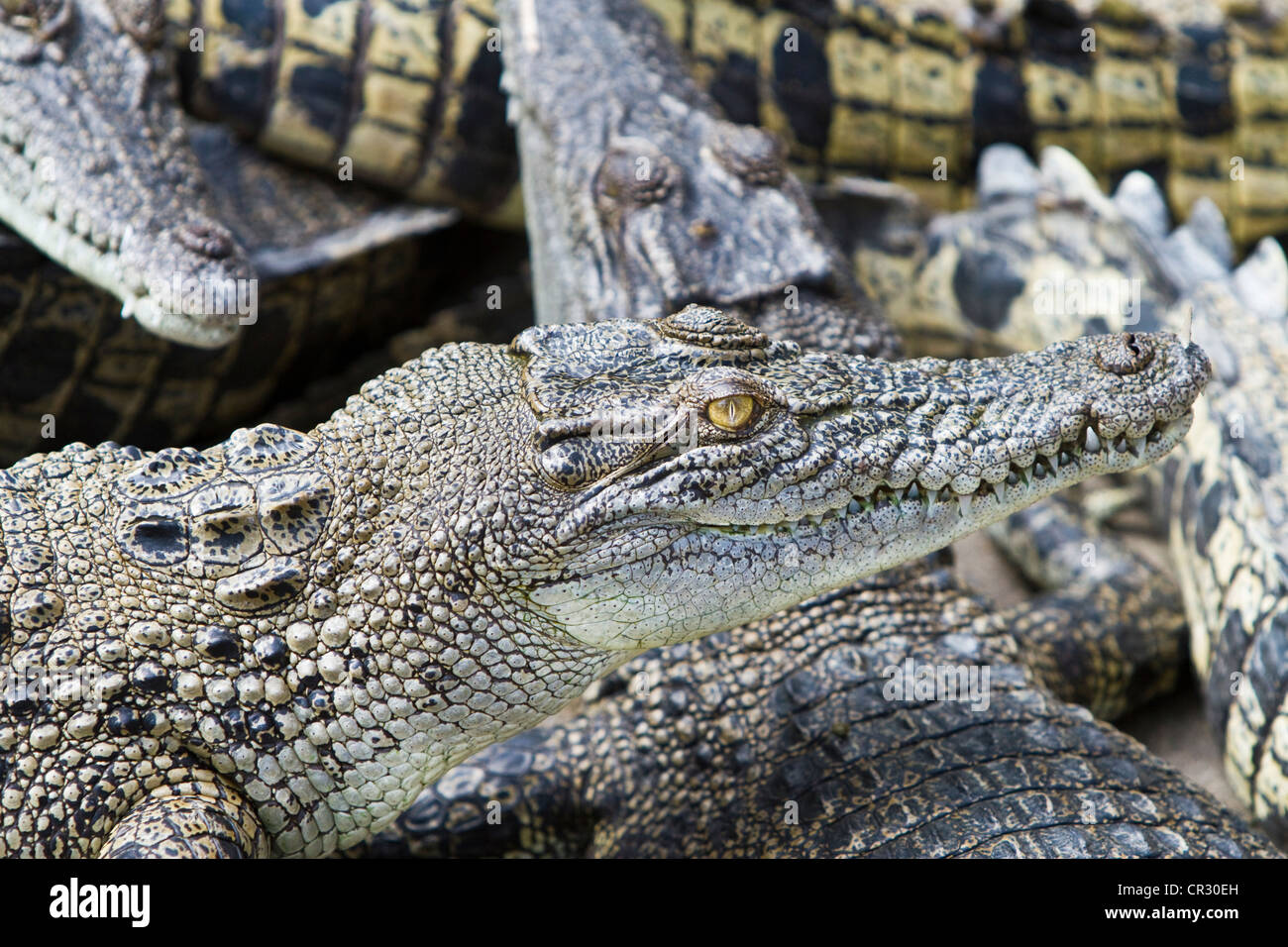 Saltwater crocodiles (Crocodylus porosus), Crocodylus Park, Darwin, Northern Territory, Australia Stock Photo