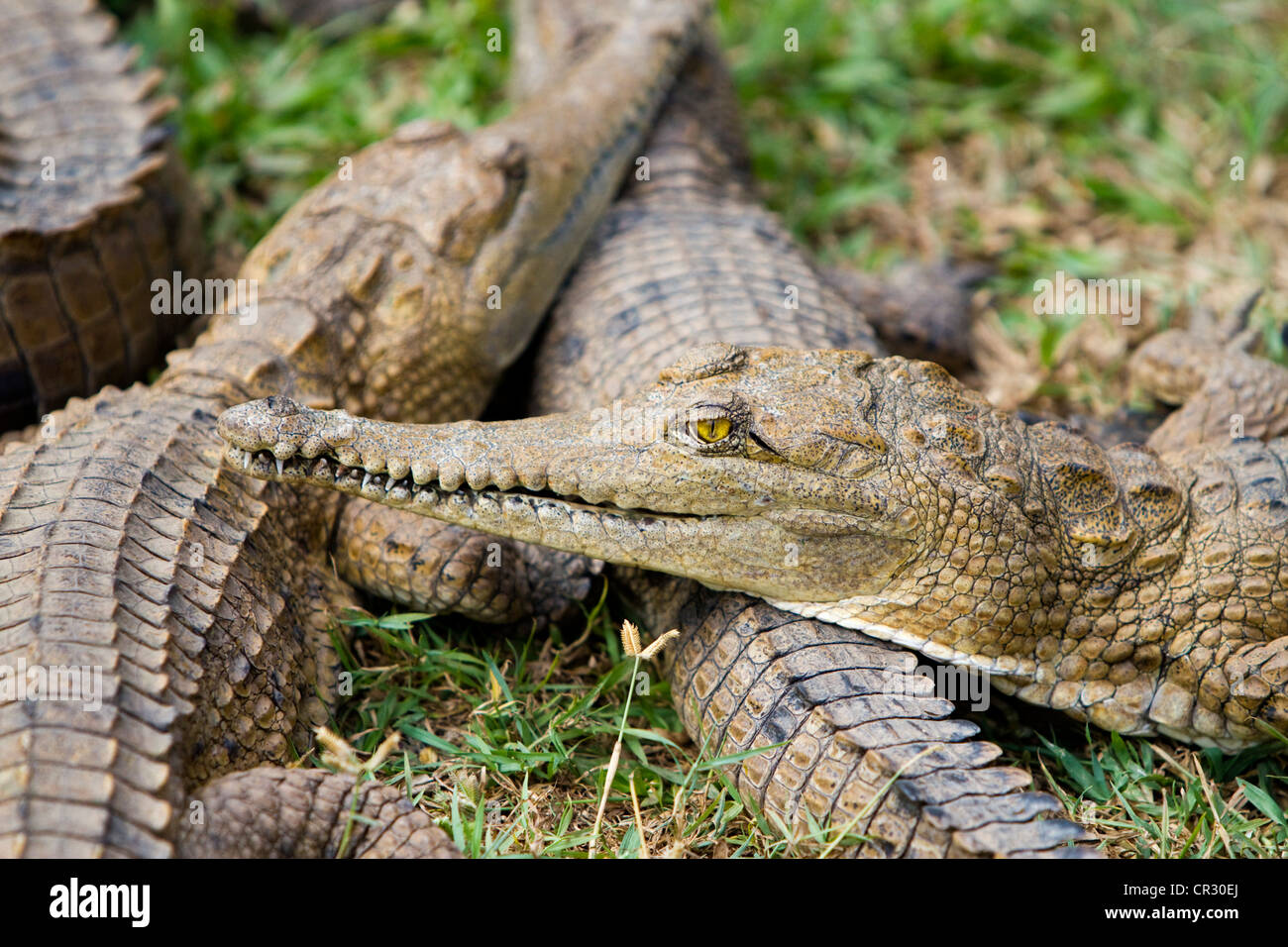 Freshwater crocodiles (Crocodylus johnsoni), Crocodylus Park, Darwin, Northern Territory, Australia Stock Photo