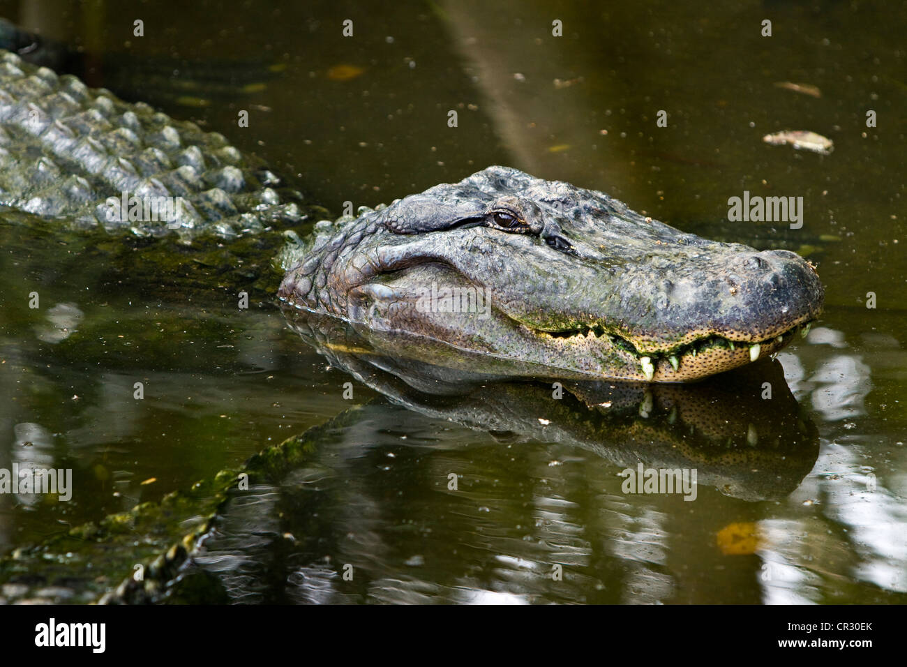American alligator (Alligator mississippiensis), Crocodylus Park, Darwin, Northern Territory, Australia Stock Photo