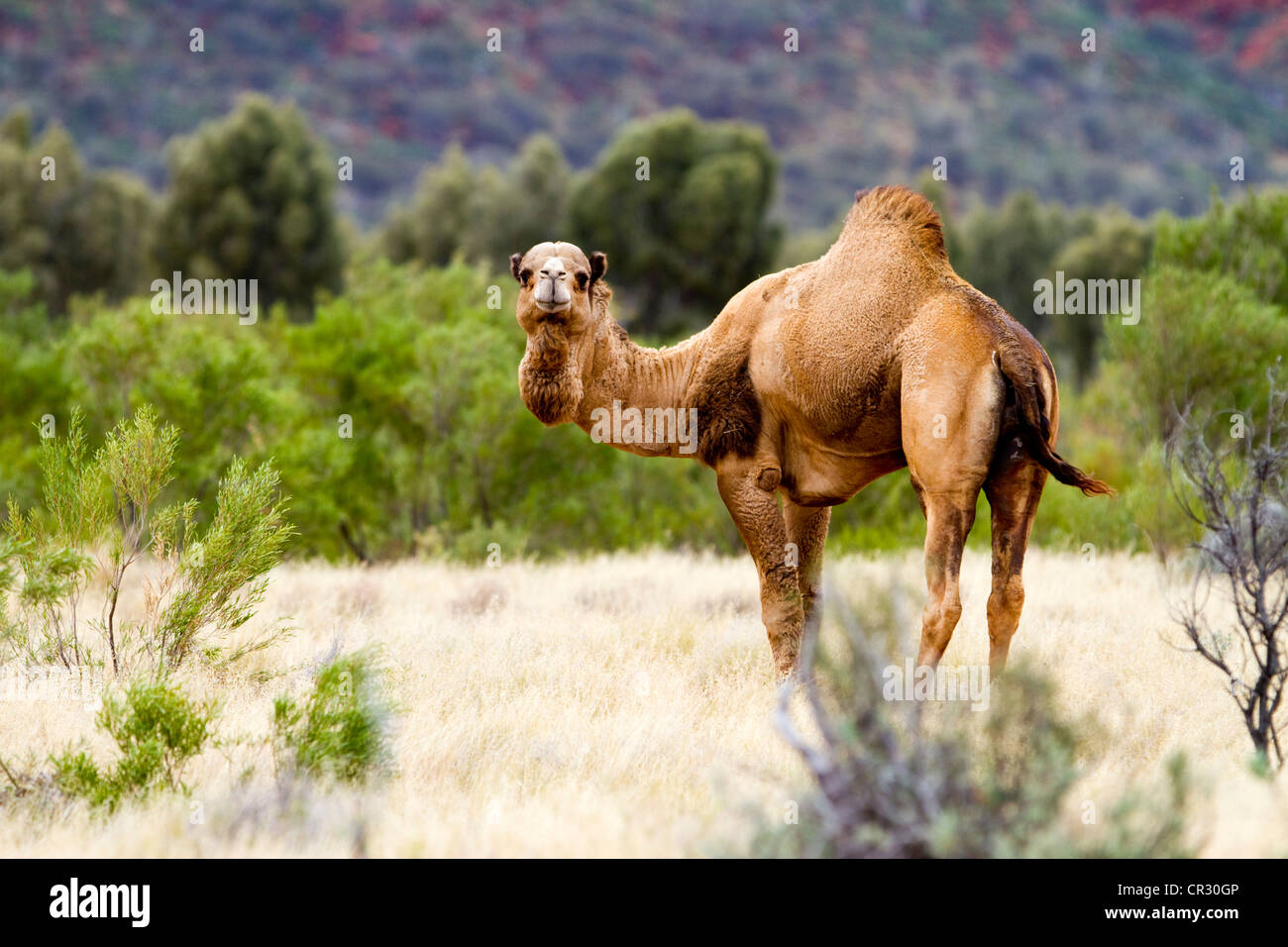 Wild dromedary (Camelus dromedarius), Northern Territory, Australia Stock Photo