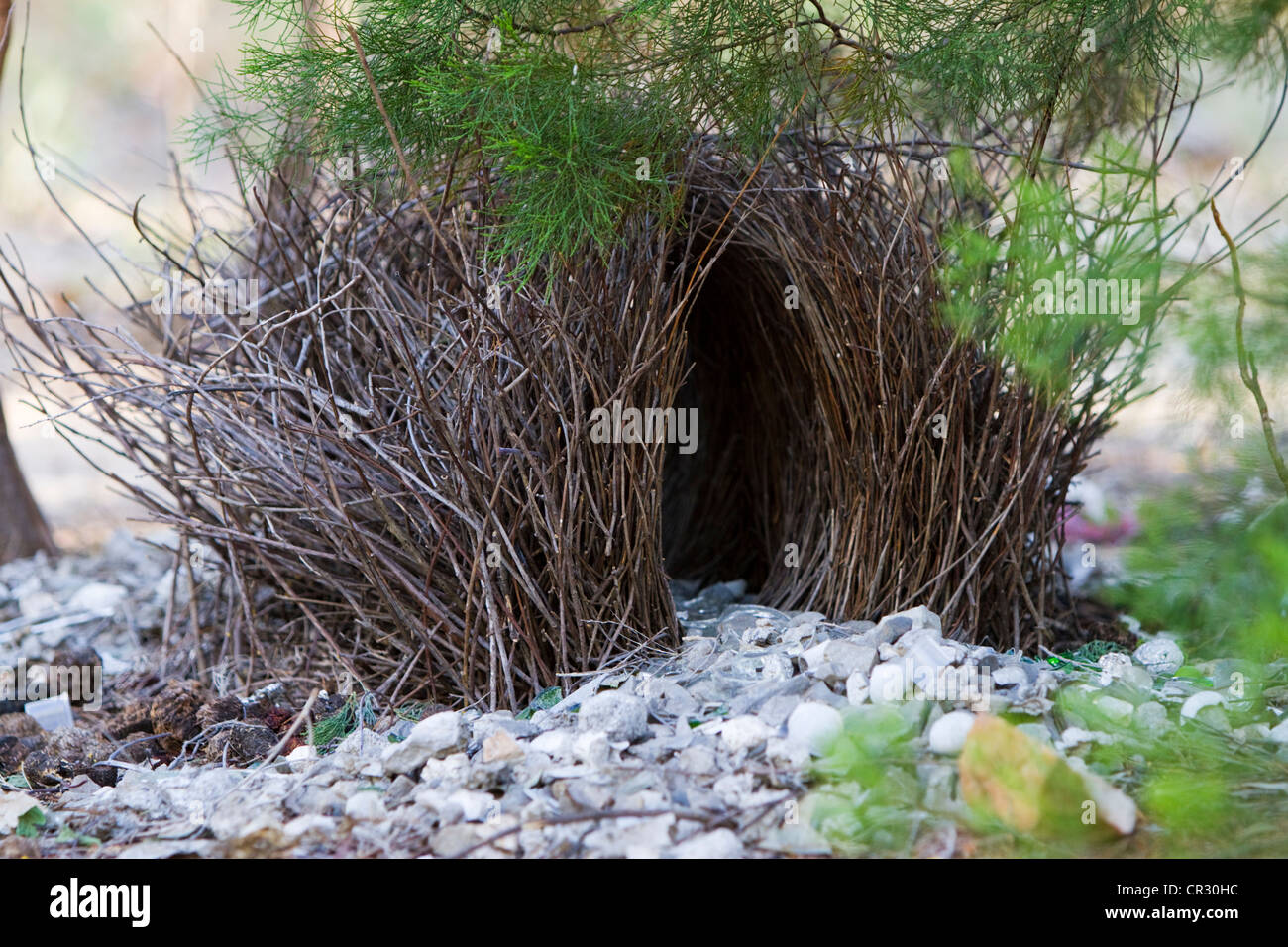 Nest of a spotted bowerbird (Chlamydera maculata), Litchfield National Park, Northern Territory, Australia Stock Photo