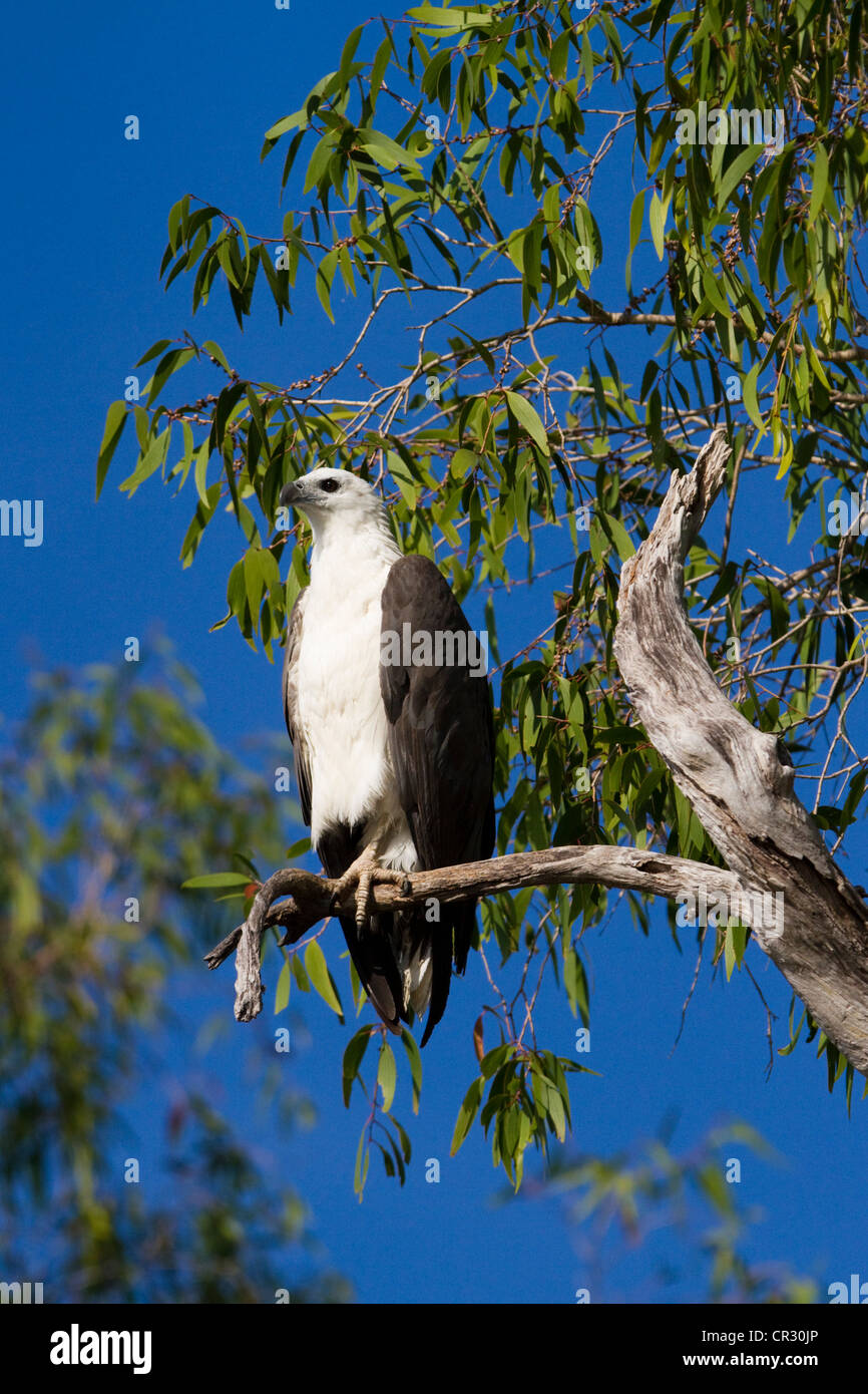 White-bellied sea eagle (Haliaeetus leucogaster), Kakadu National Park, Northern Territory, Australia Stock Photo