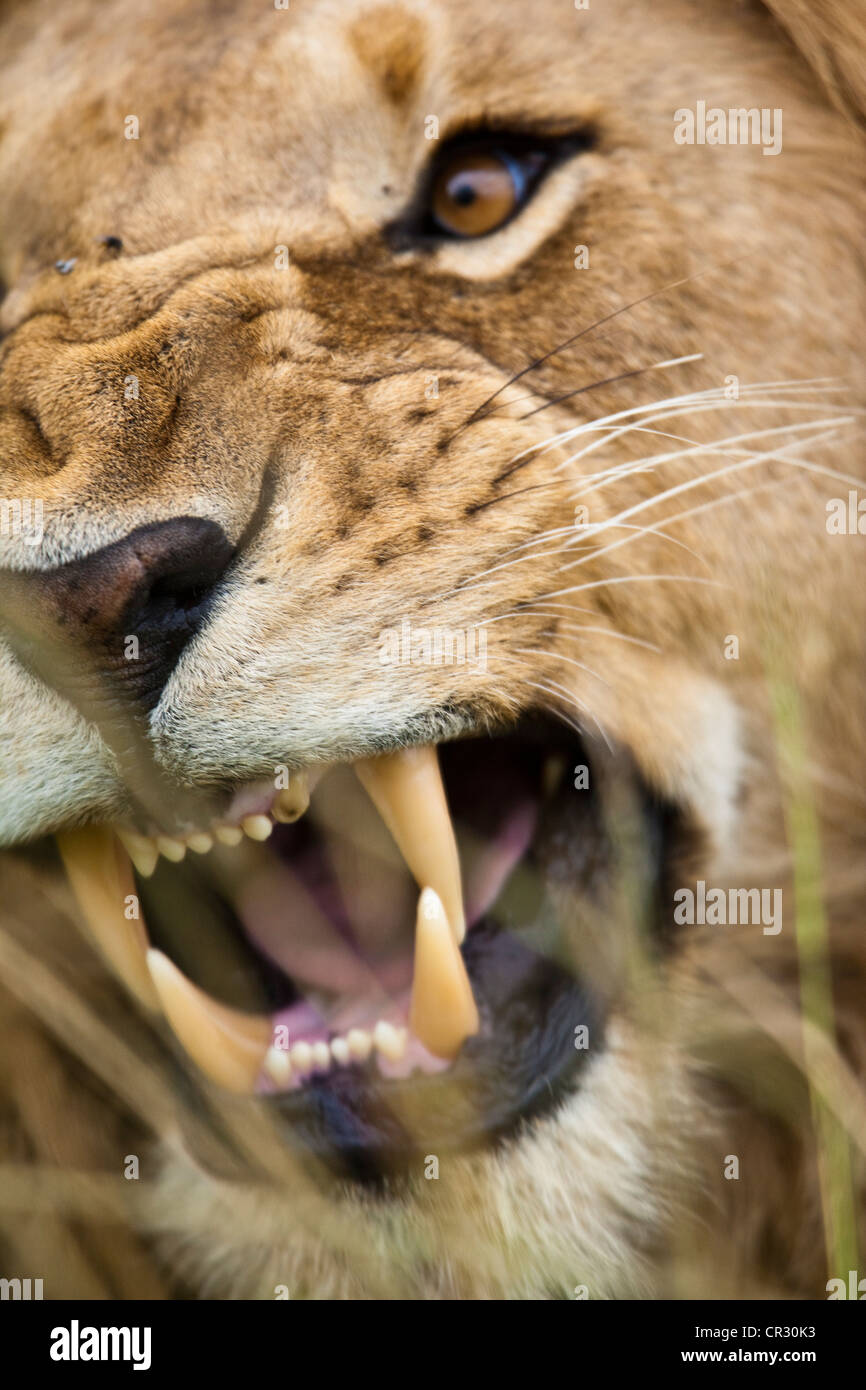 Kenya, Masai Mara National Reserve, agressive lioness (Panthera Leo) Stock Photo