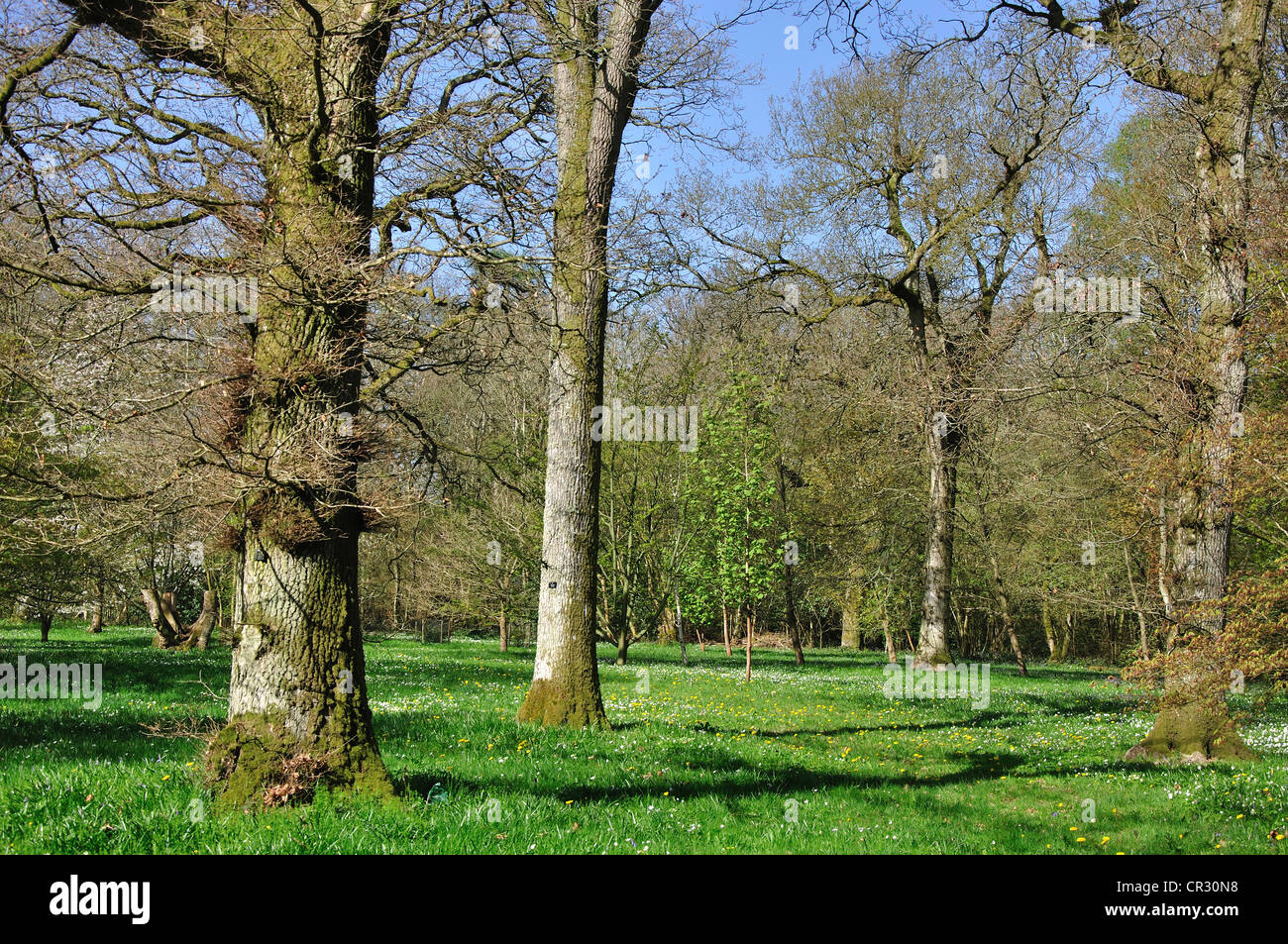 Westonbirt arboretum on a bright, sunny day in early spring Stock Photo