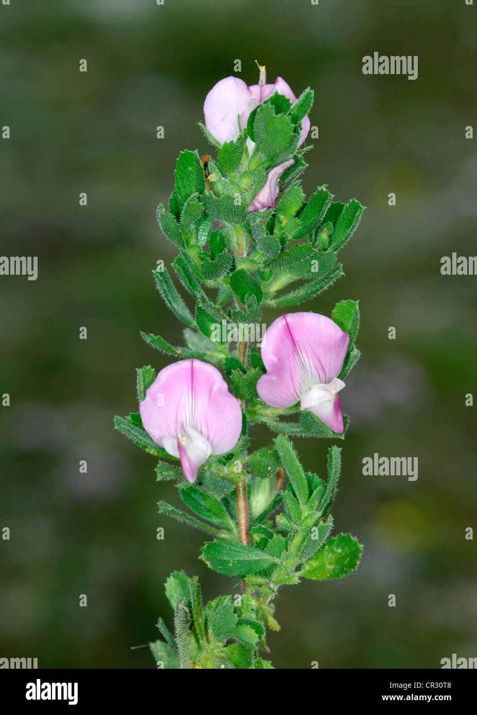 COMMON RESTHARROW Ononis repens (Fabaceae) Stock Photo