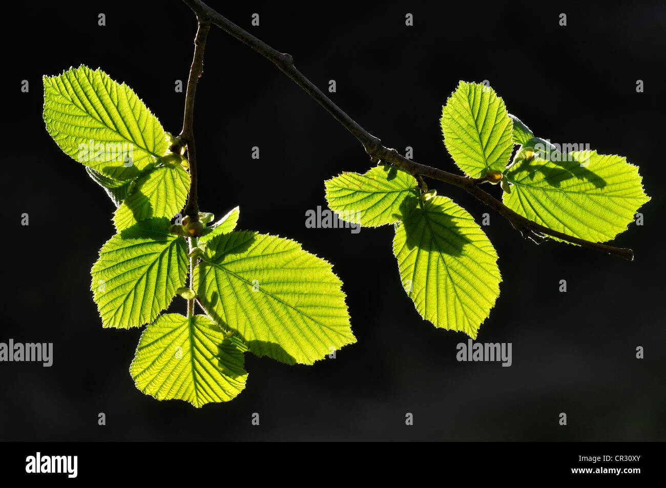 A few fresh hazel leaves back lit UK Stock Photo