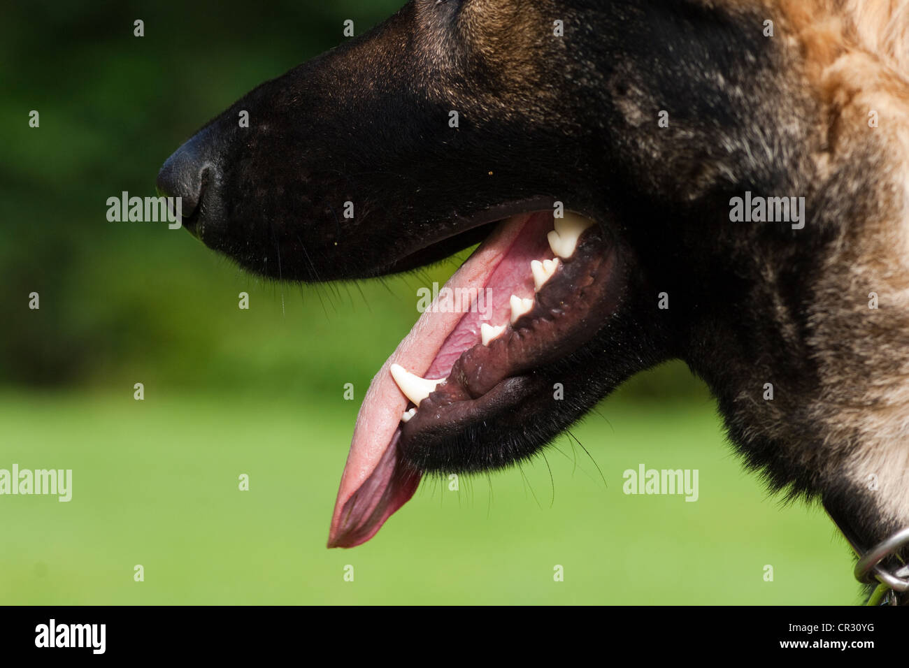 German shepherd dog, mouth with teeth, panting Stock Photo Alamy