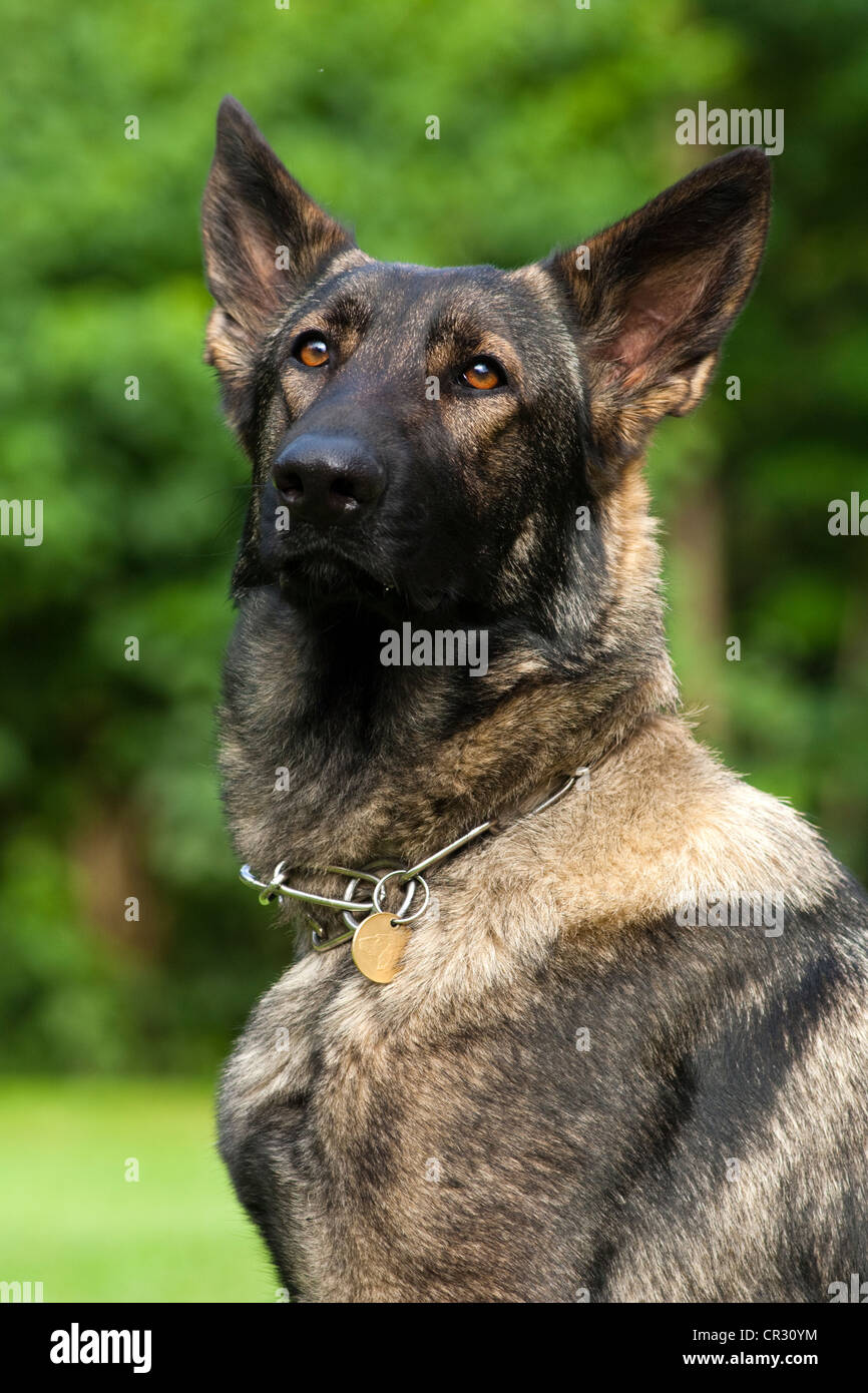 German shepherd dog, portrait Stock Photo