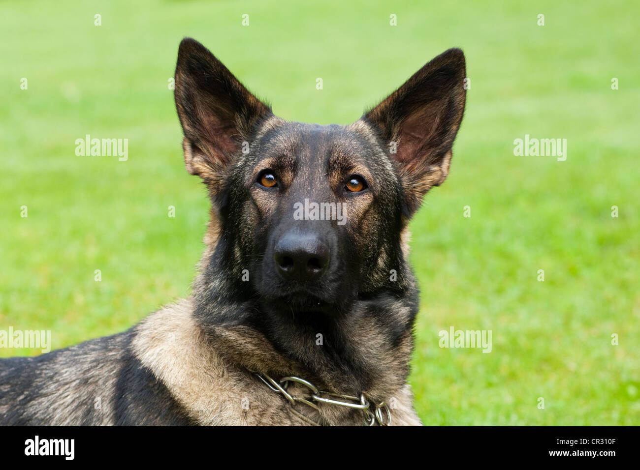 German shepherd dog, Alsatian, portrait Stock Photo