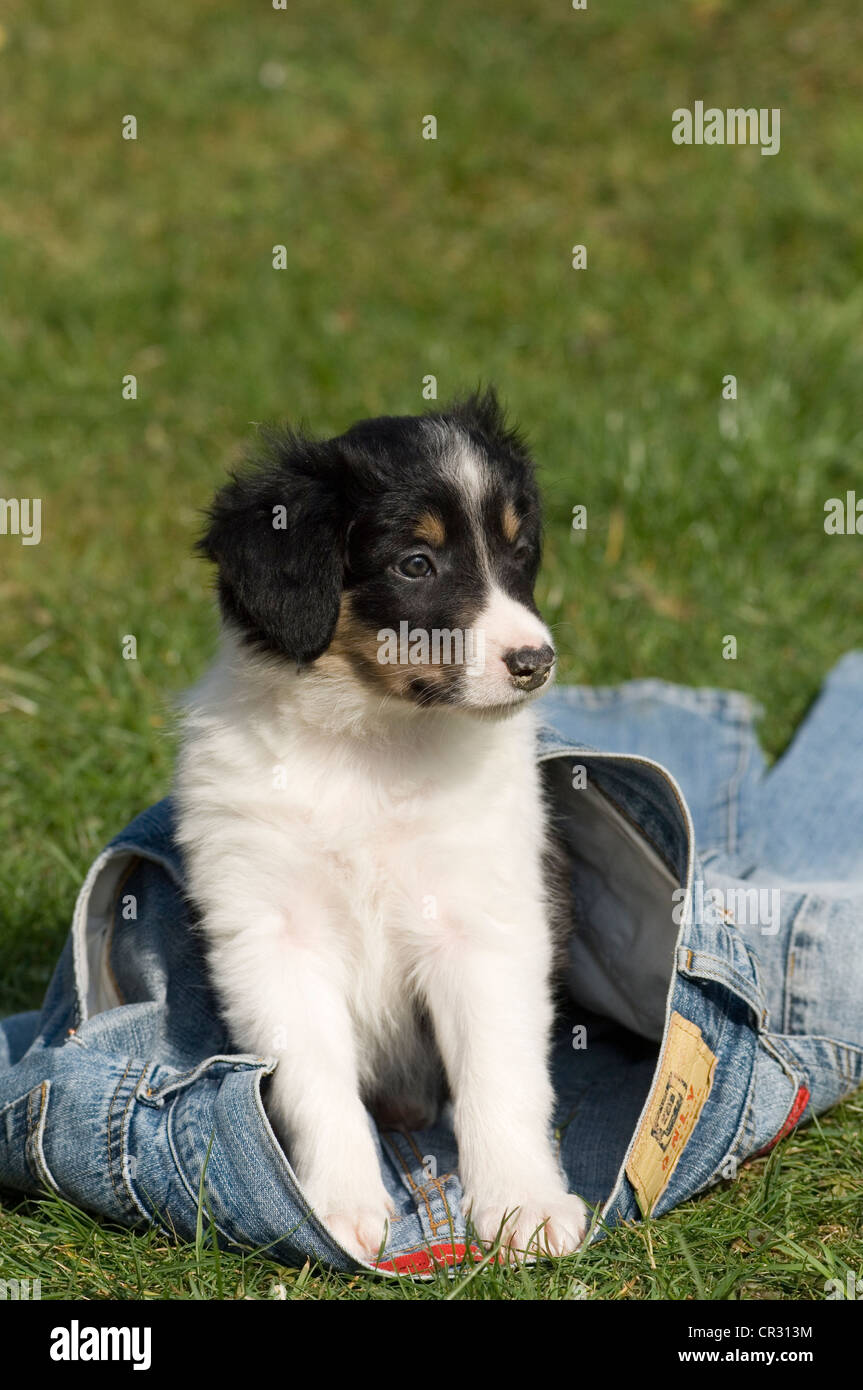 Border collie, tricolor, puppy sitting on jeans Stock Photo
