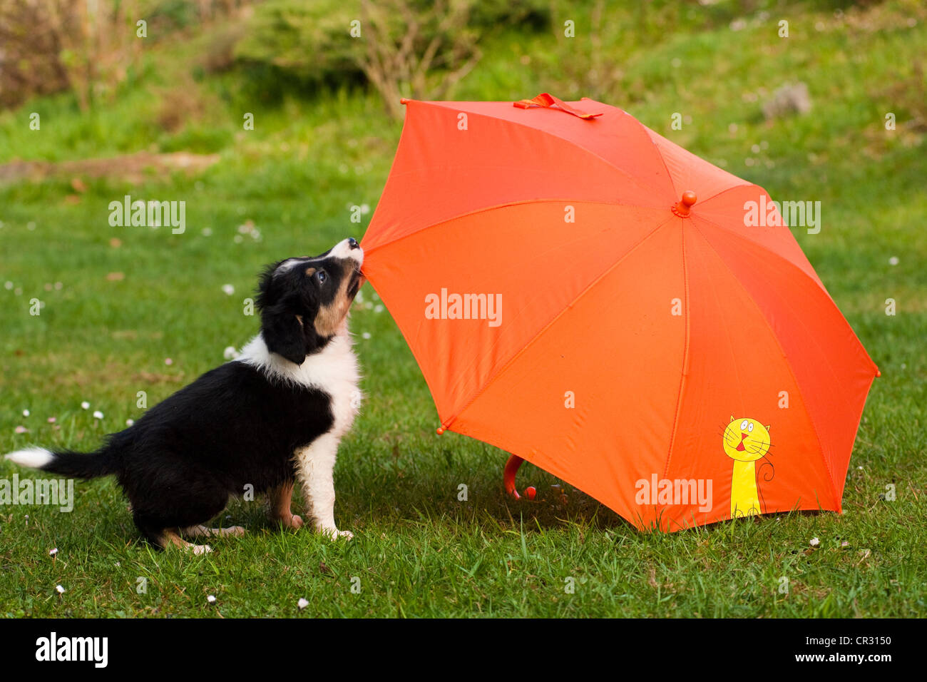 Border collie, tricolor, puppy playing with an orange umbrella Stock Photo