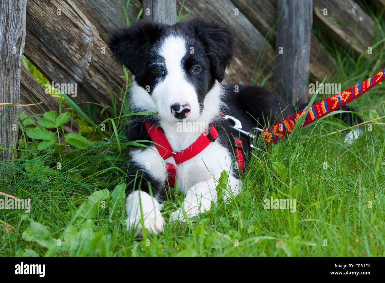 Border Collie, puppy, with harness and leash, lying on a meadow Stock Photo  - Alamy