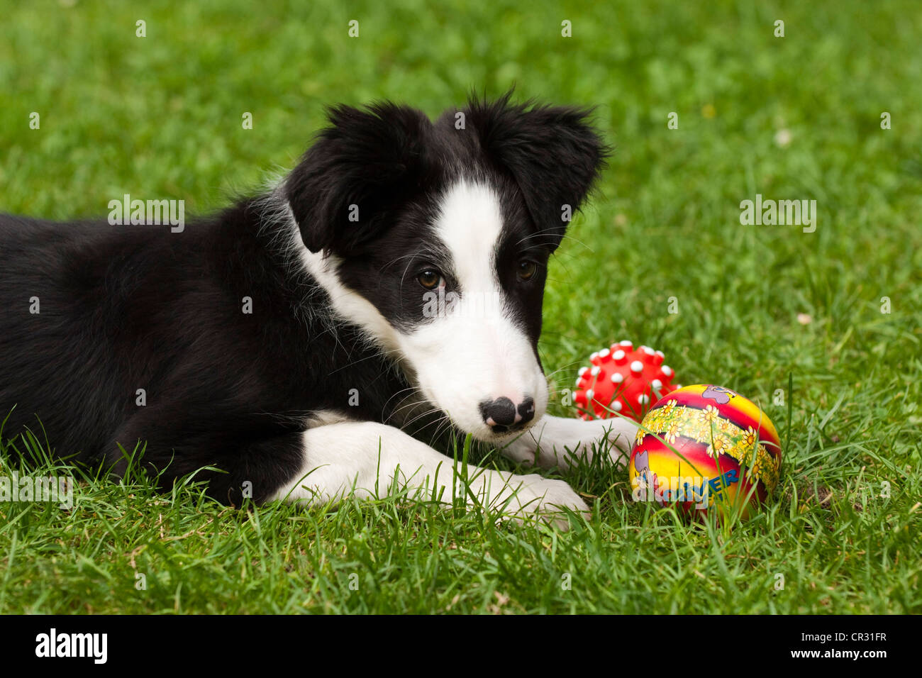 Border Collie, puppy, playing with ball on grass Stock Photo