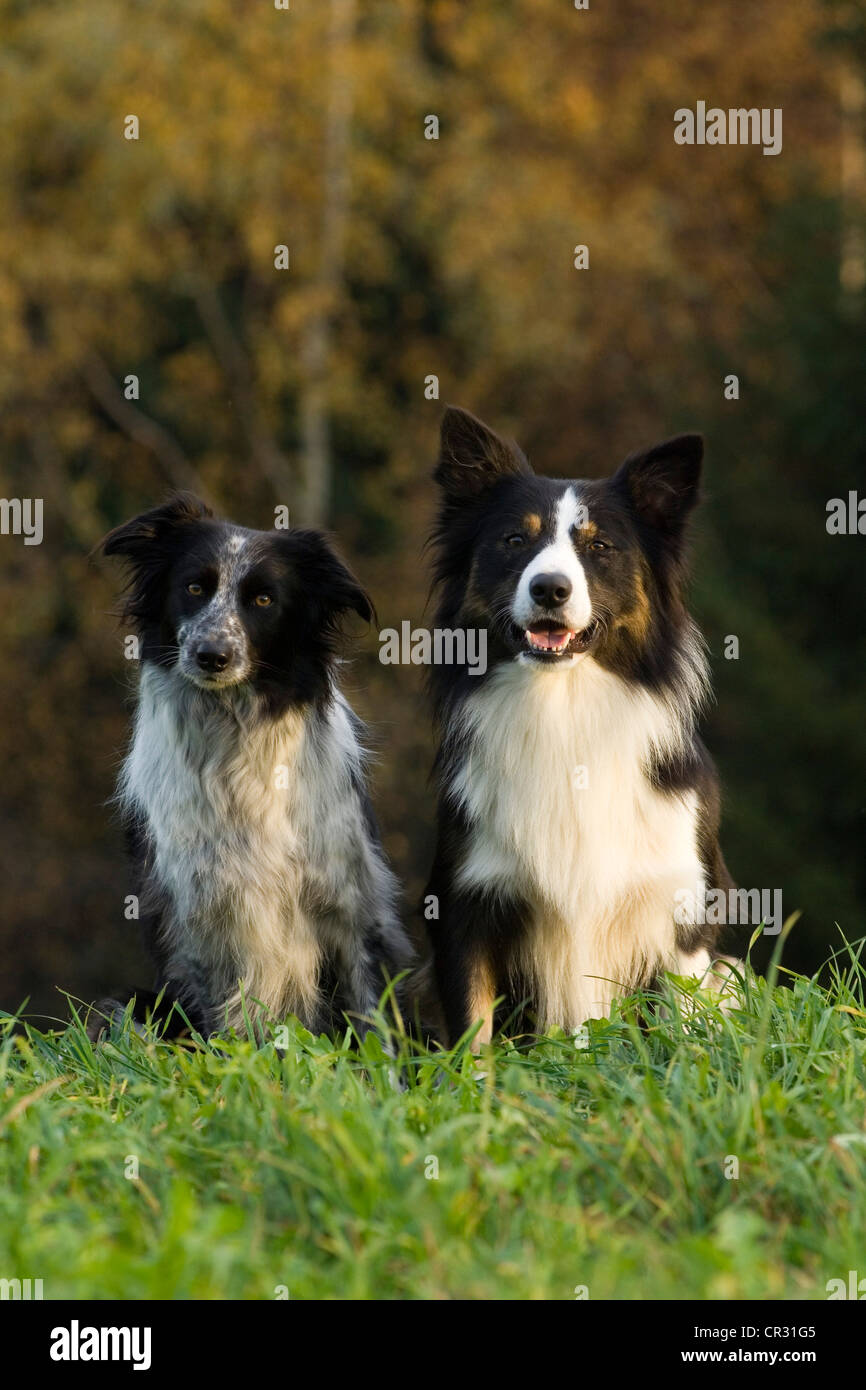 Two Border Collies sitting on a meadow Stock Photo - Alamy