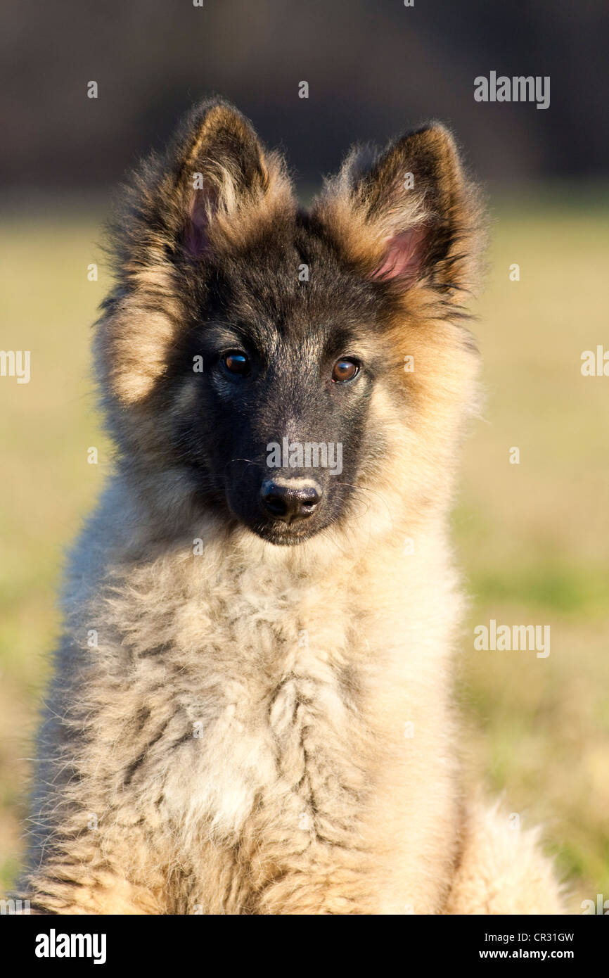 Belgian shepherd dog puppy portrait Stock Photo Alamy
