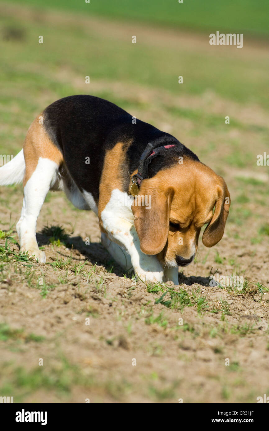 Beagle digging holes in the ground Stock Photo