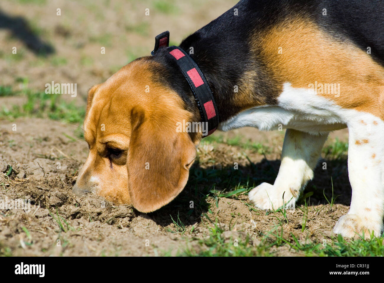 Sniff Beagle