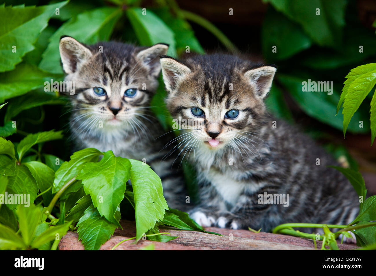 Two grey tabby domestic cats, kittens, North Tyrol, Austria, Europe Stock Photo