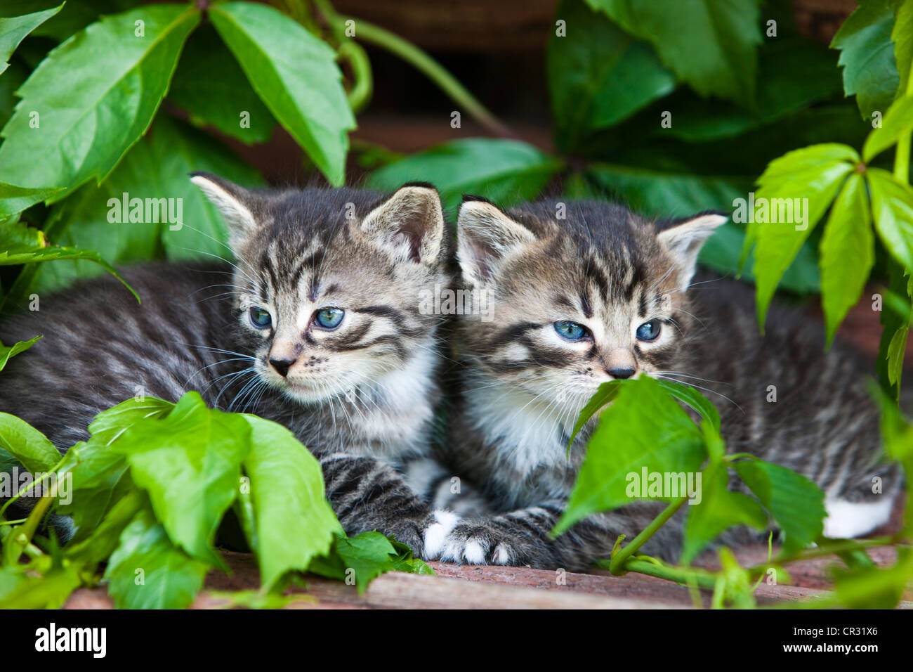 Two grey tabby domestic cats, kittens, North Tyrol, Austria, Europe Stock Photo