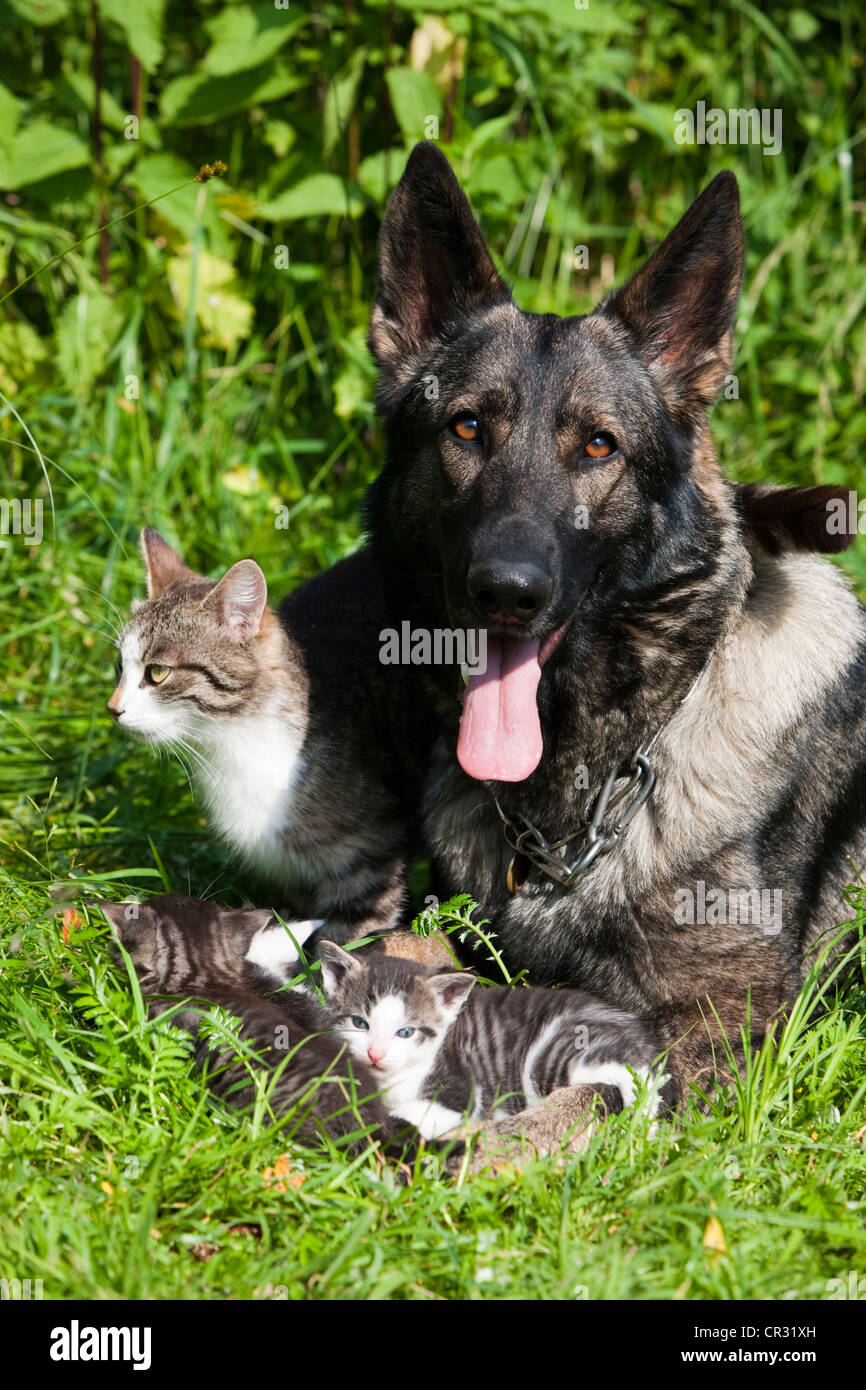 German shepherd dog and a family of cats lying together in the grass, North Tyrol, Austria, Euopa Stock Photo