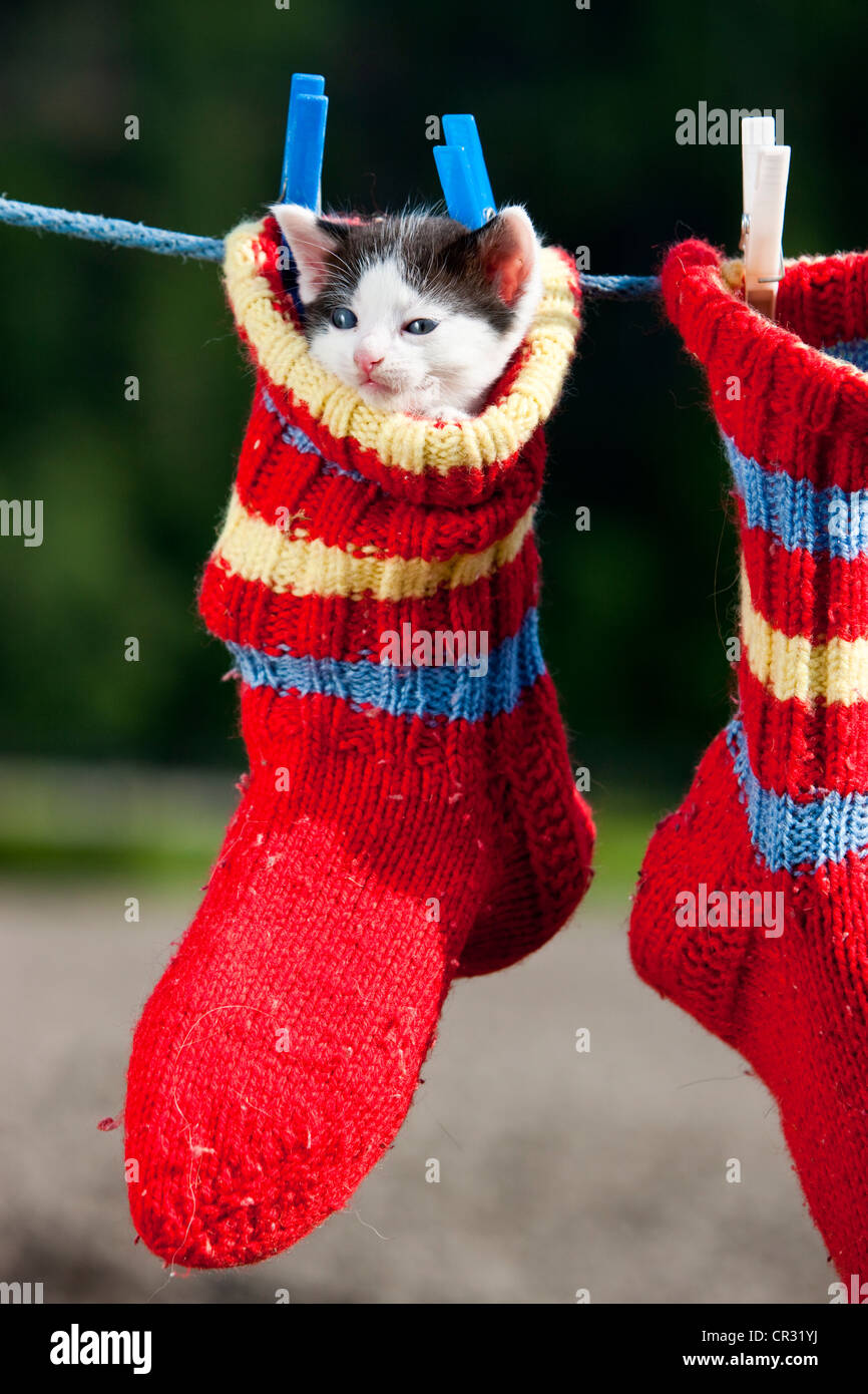 Kitten hanging in a woollen sock on a clothesline, North Tyrol, Austria, Europe Stock Photo