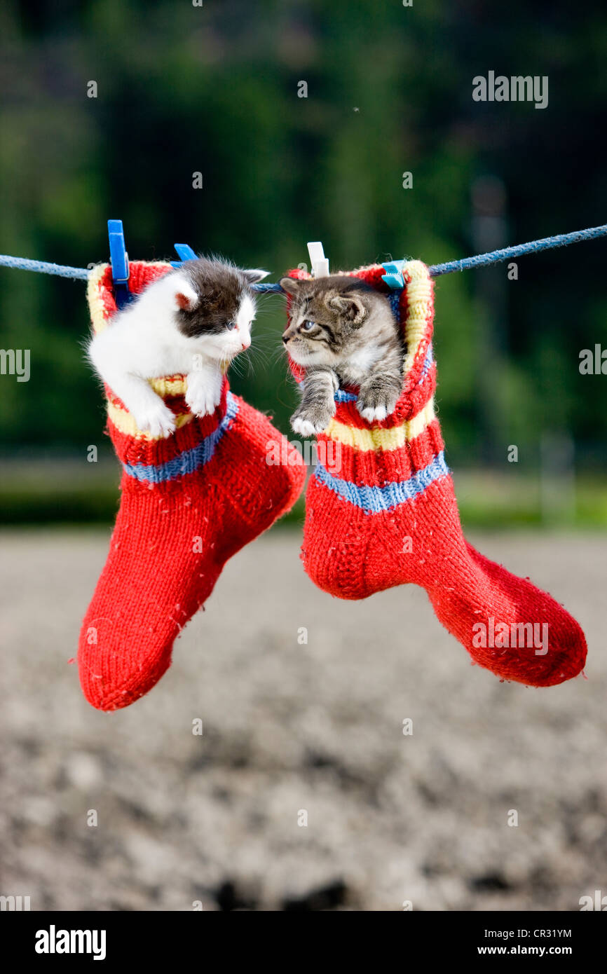 Kittens hanging in woollen socks on a clothesline, North Tyrol, Austria, Europe Stock Photo