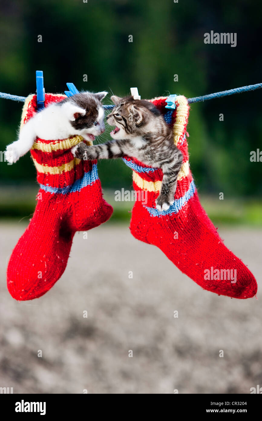 Kittens fighting while hanging in woollen socks on a clothesline, North Tyrol, Austria, Europe Stock Photo