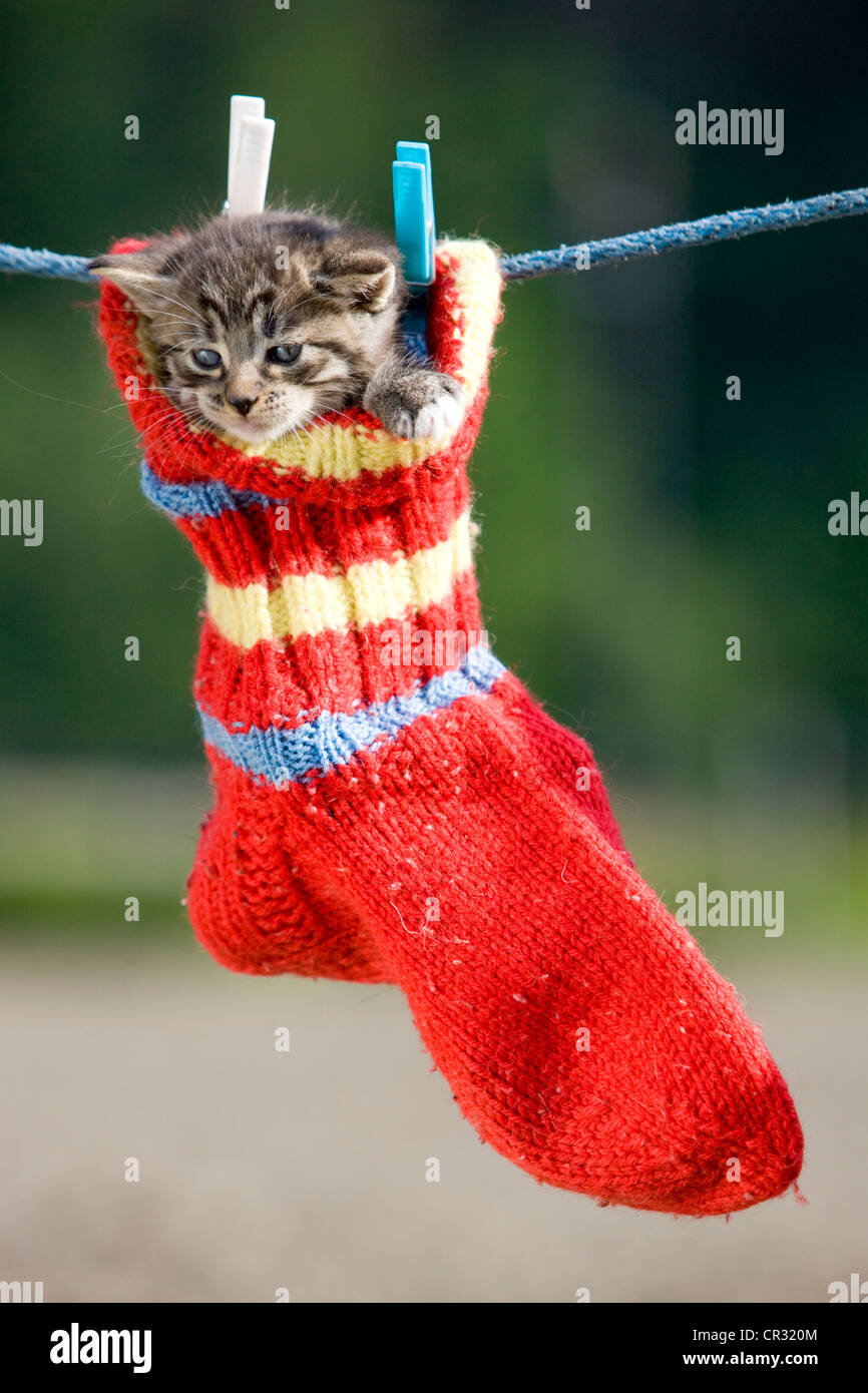 Grey tabby kitten hanging in a woollen sock on a clothesline, North Tyrol, Austria, Europe Stock Photo