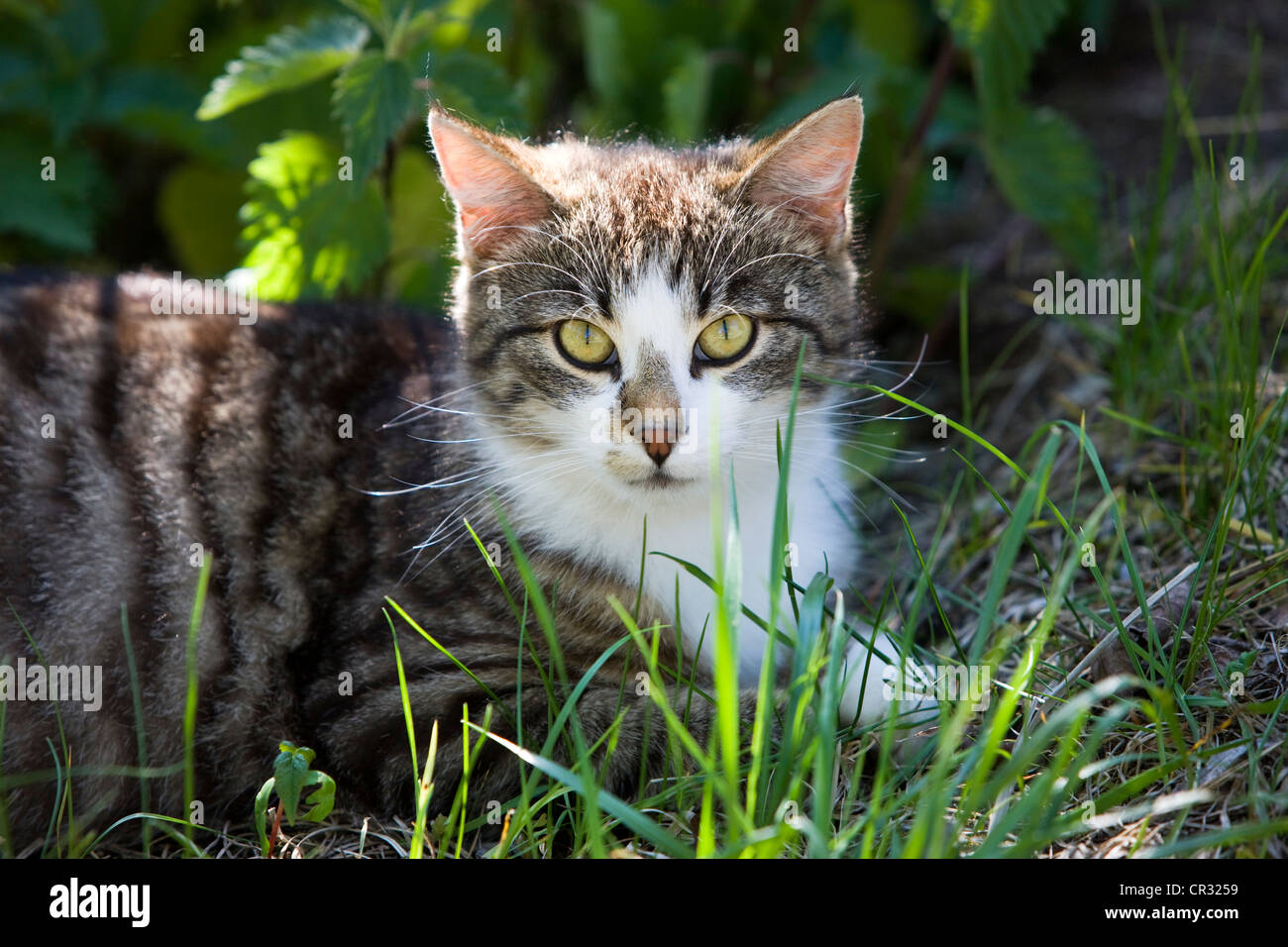 Grey tabby domestic cat, North Tyrol, Austria, Europe Stock Photo