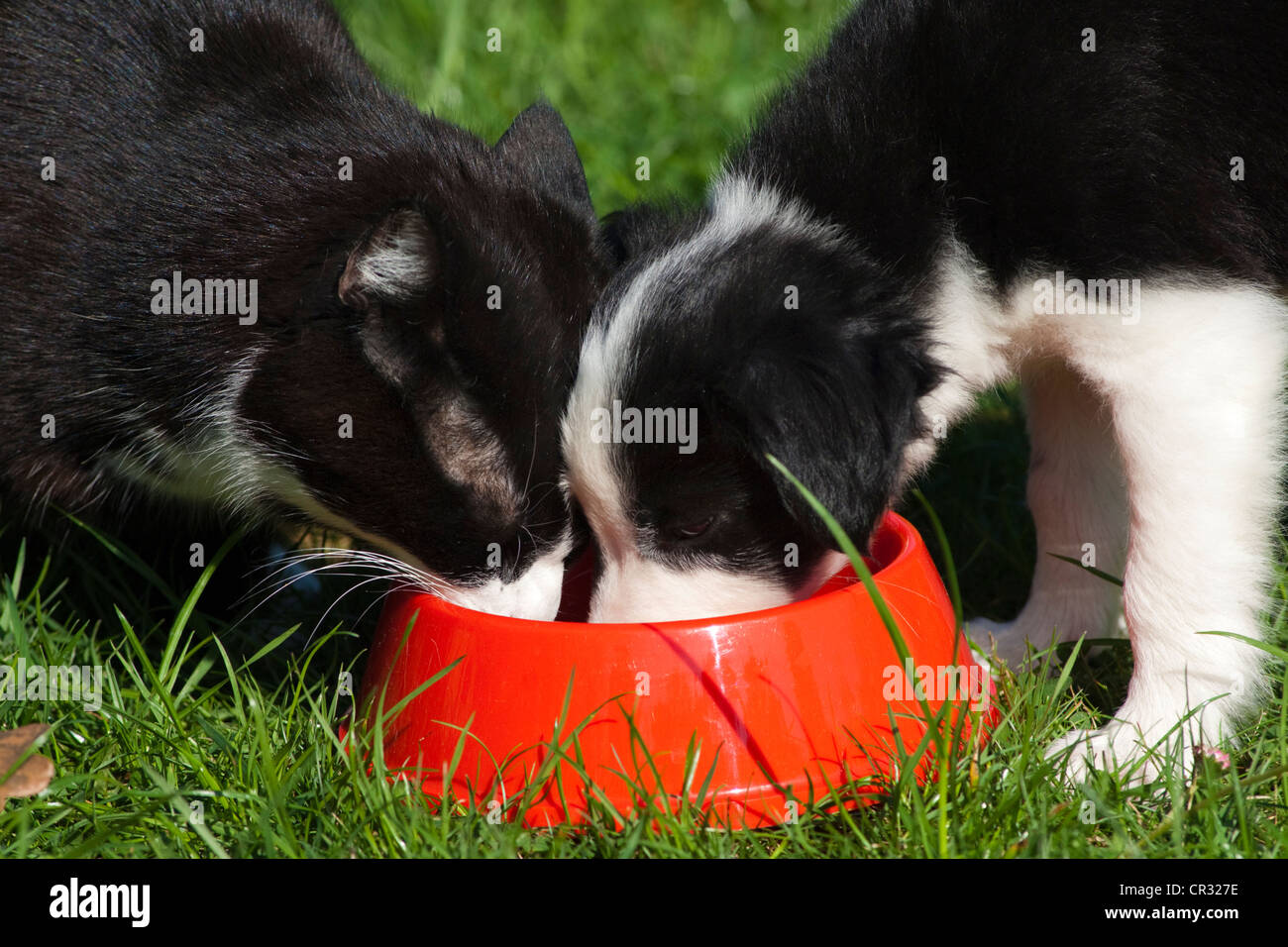 Border Collie puppy and a black-white domestic cat eating from a bowl, North Tyrol, Austria, Europe Stock Photo