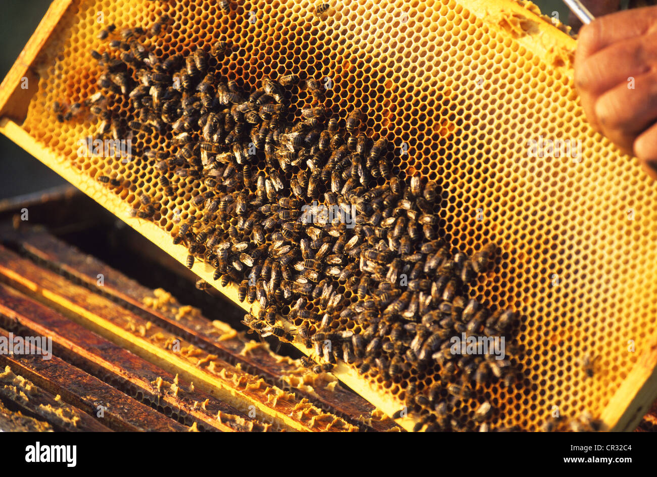 France, Vaucluse, Bonnieux, beehive, beekeeper Stock Photo