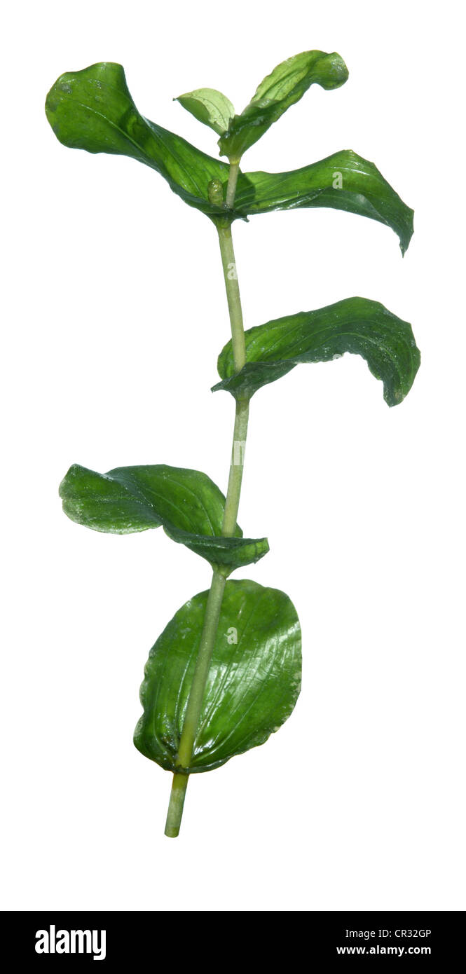 PERFOLIATE PONDWEED Potamogeton perfoliatus (Potamogetonaceae) Stock Photo