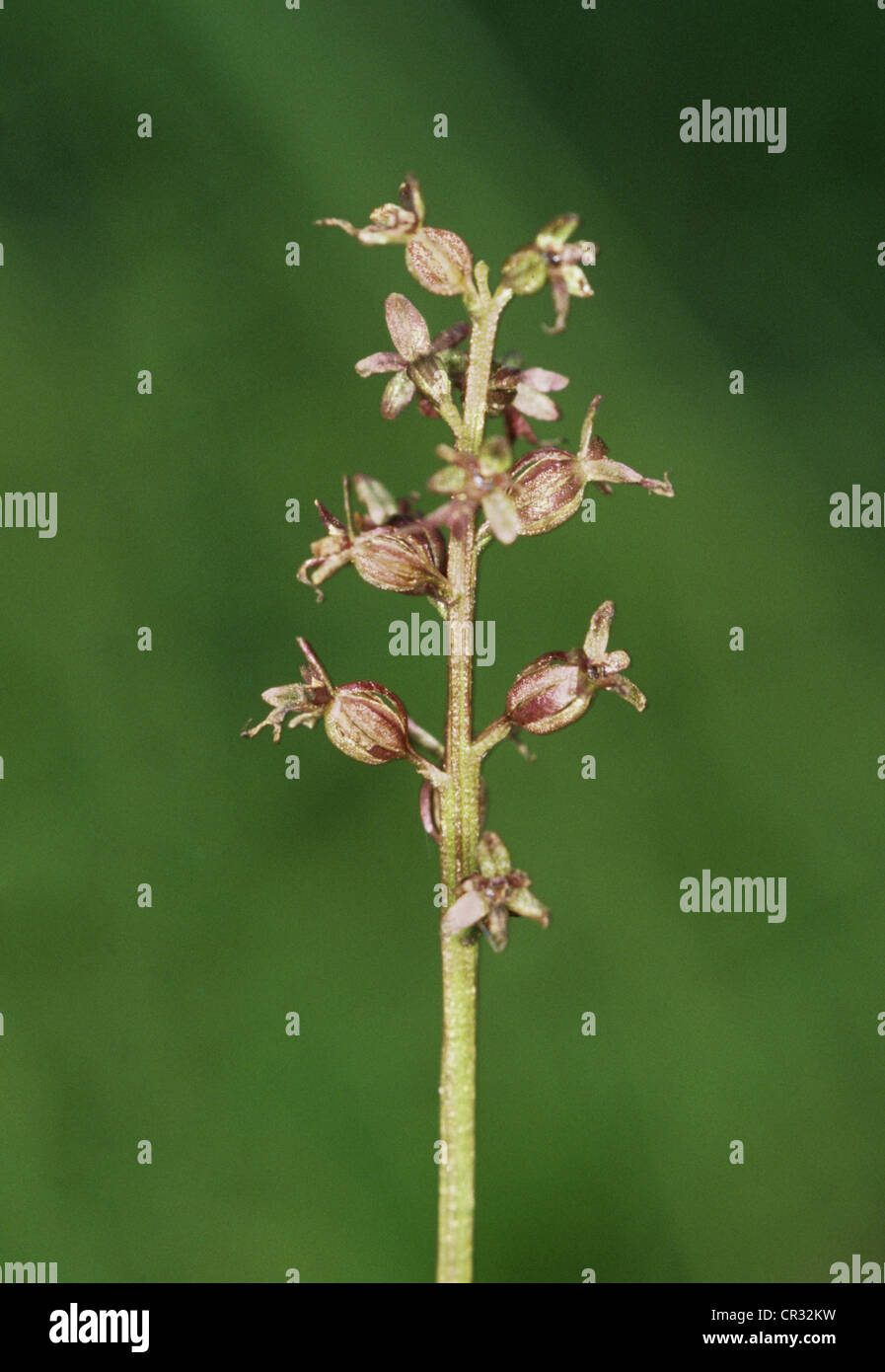 LESSER TWAYBLADE Listera cordata (Orchidaceae) Stock Photo