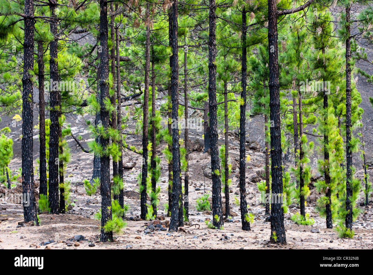 Pine trees sprout again after fire, volcanic rock, Teide National Park, UNESCO World Heritage Site, Tenerife, Canary Islands Stock Photo