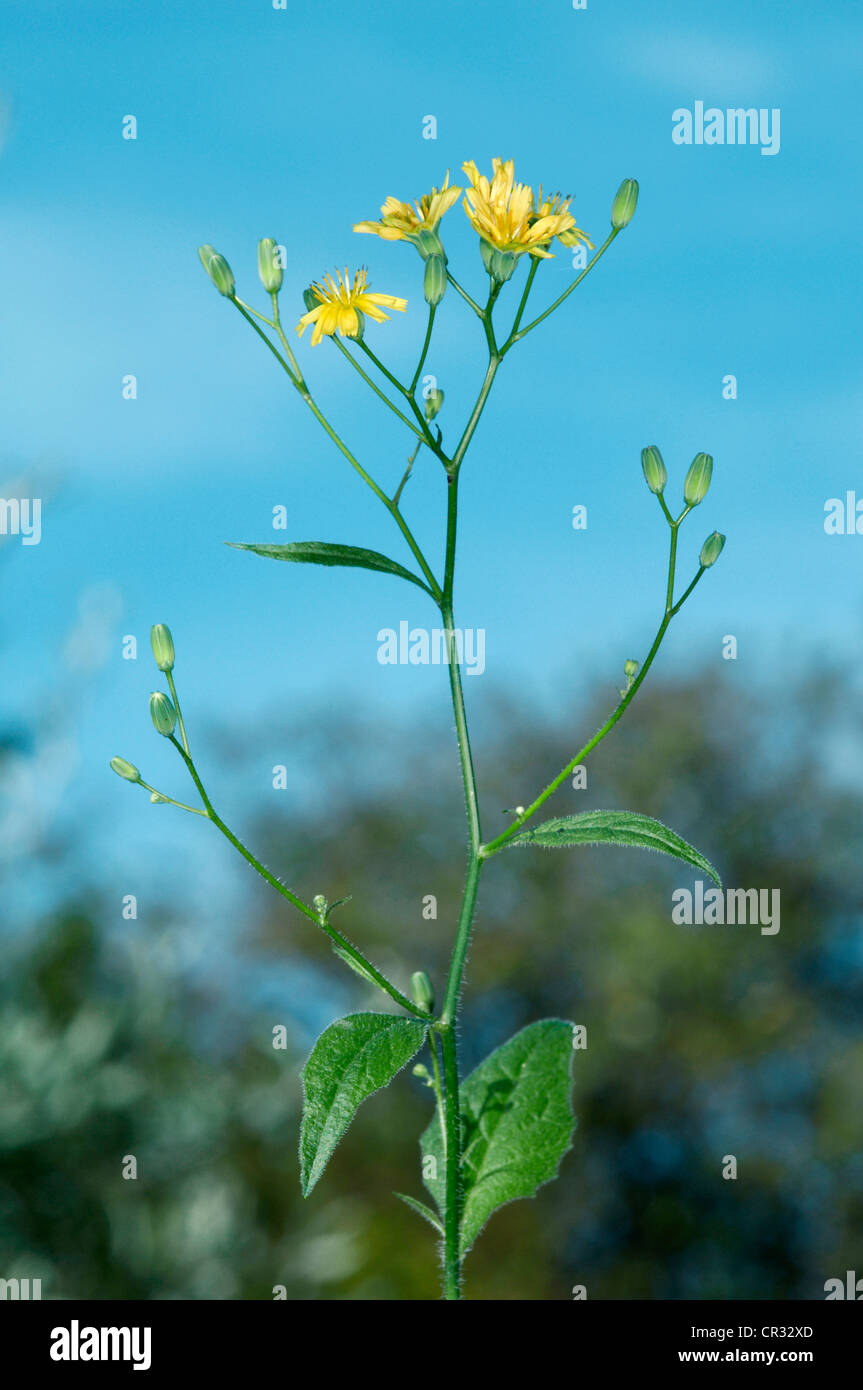 NIPPLEWORT Lapsana communis (Asteraceae) Stock Photo
