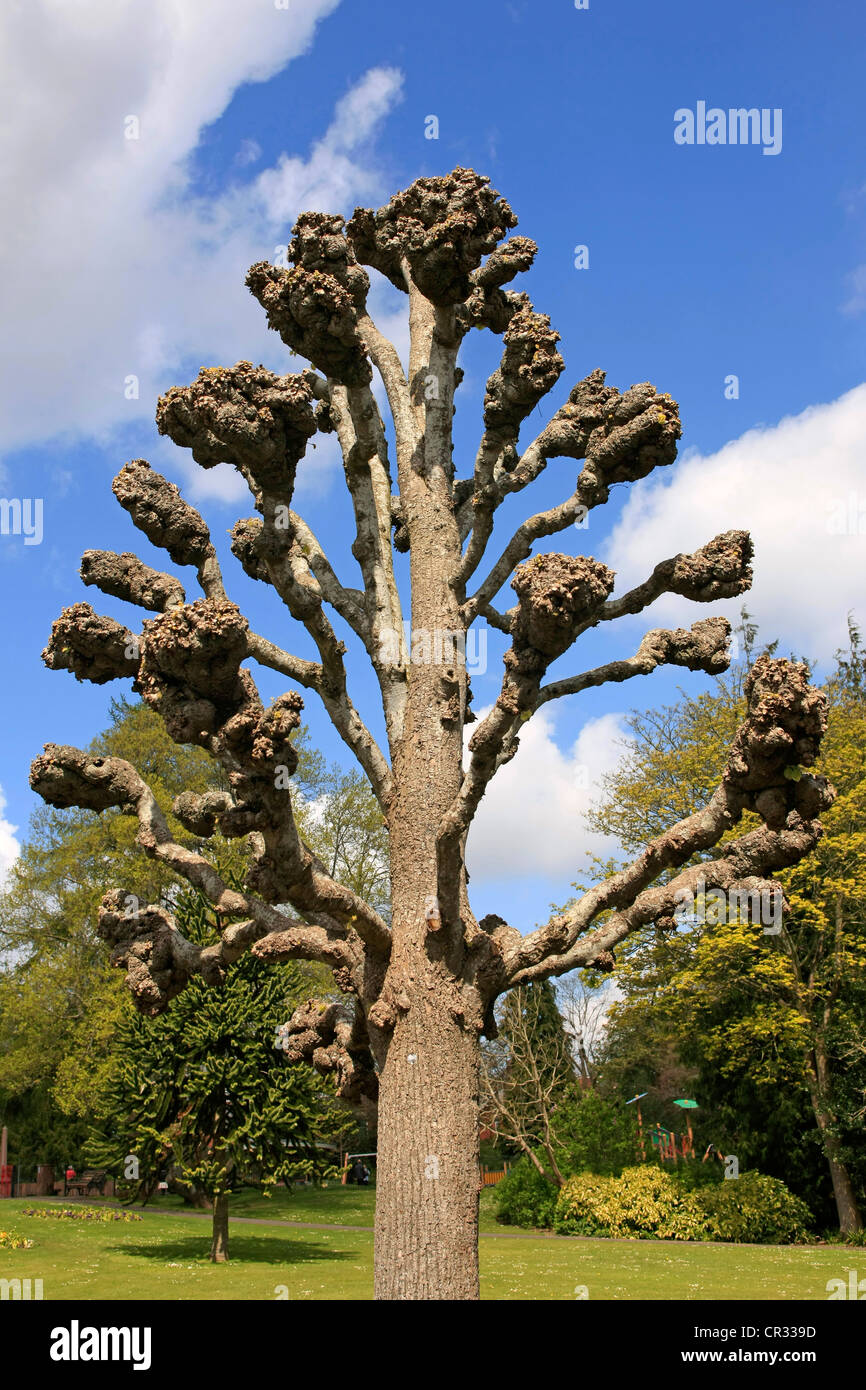 The strange shapes of the Victorian common Lime Tree Stock Photo