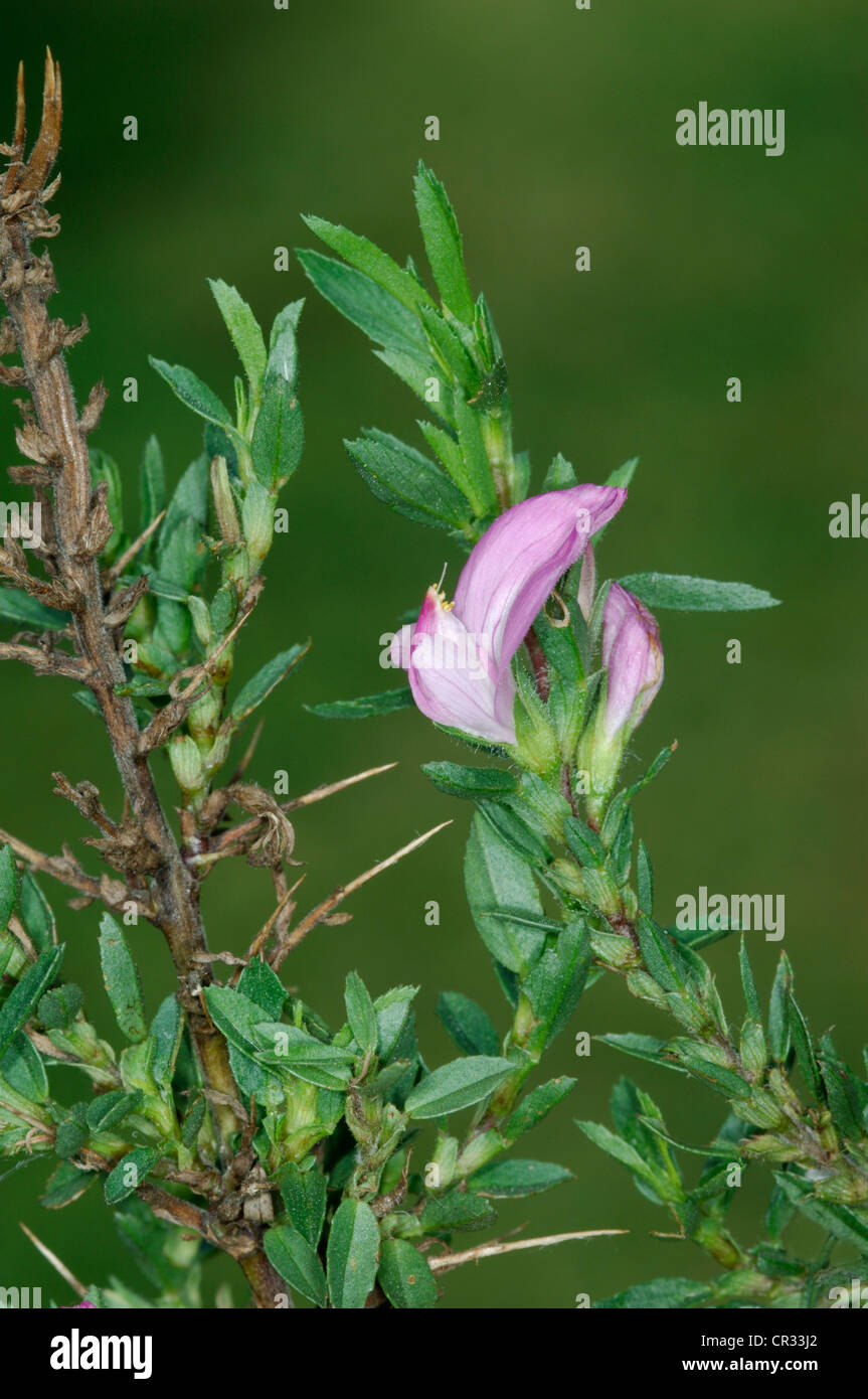 SPINY RESTHARROW Ononis spinosa (Fabaceae) Stock Photo