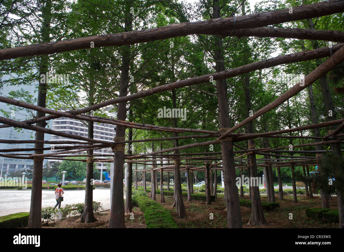 High-density tree are planted in a strret in Qingdao, Shandong province, China. 05-Jun-2012 Stock Photo