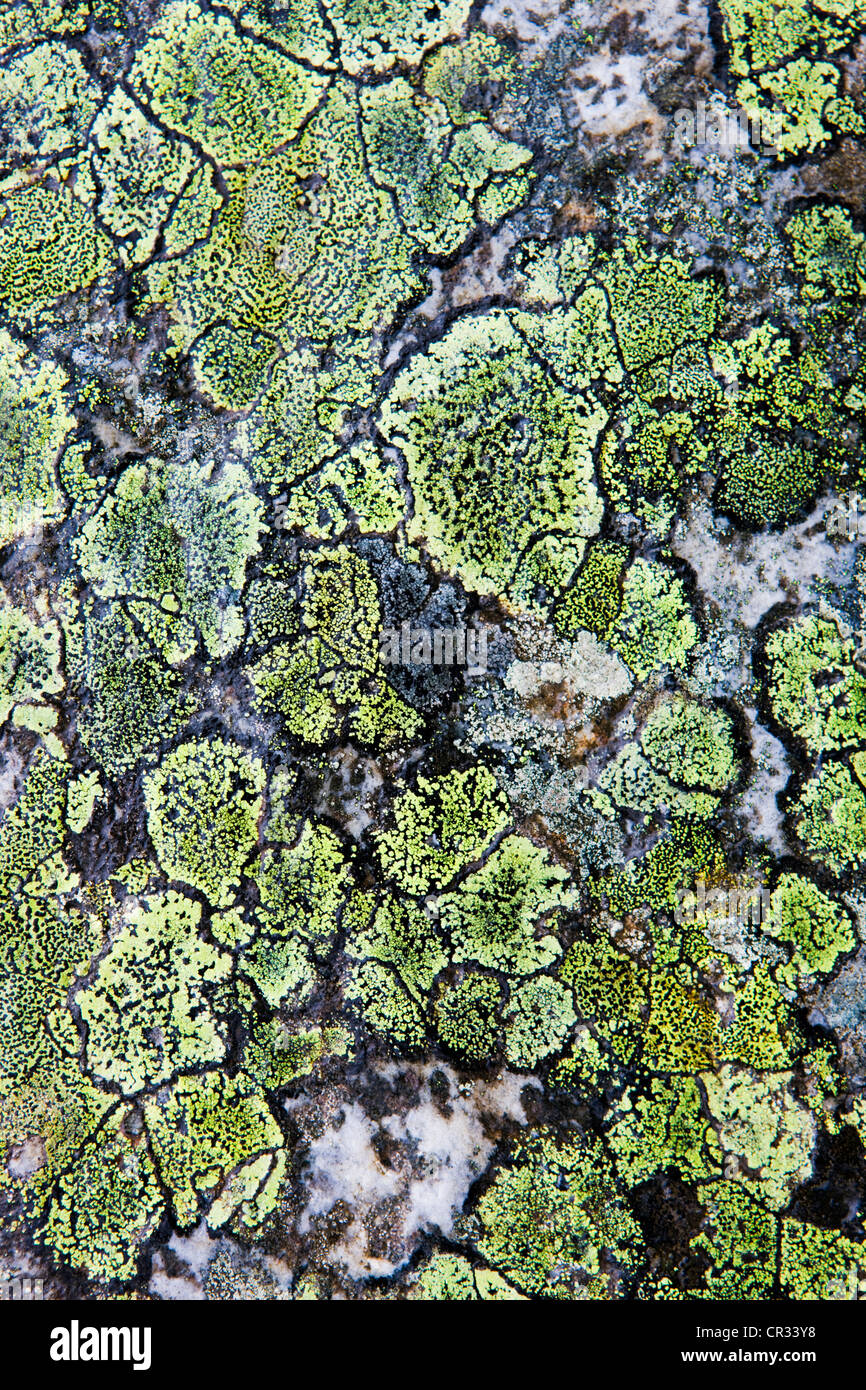 Map lichen on a stone, Norway, Scandinavia, Europe Stock Photo