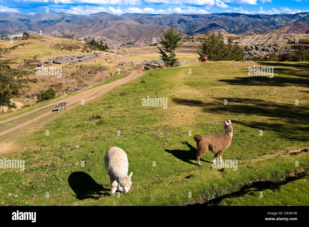Llamas peru hi-res stock photography and images - Alamy
