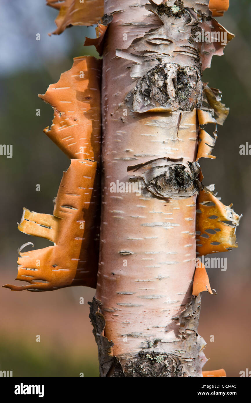 Birch tree with peeling bark, Norway, Scandinavia, Europe Stock Photo
