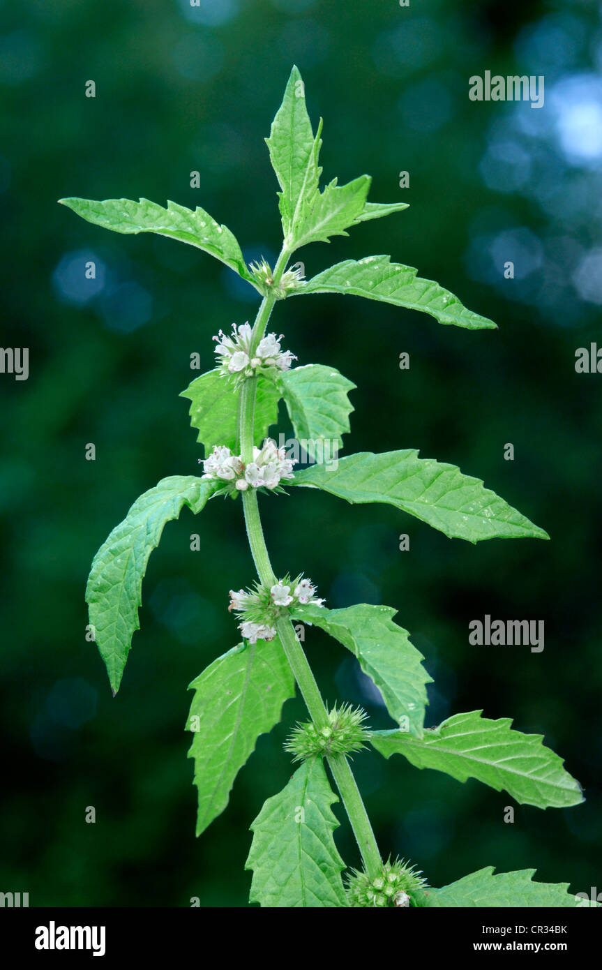 GIPSYWORT Lycopus europaeus (Lamiaceae) Stock Photo