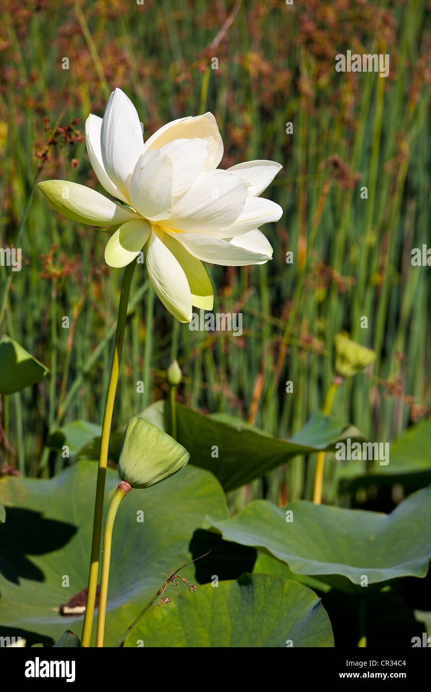 Lotus id файл