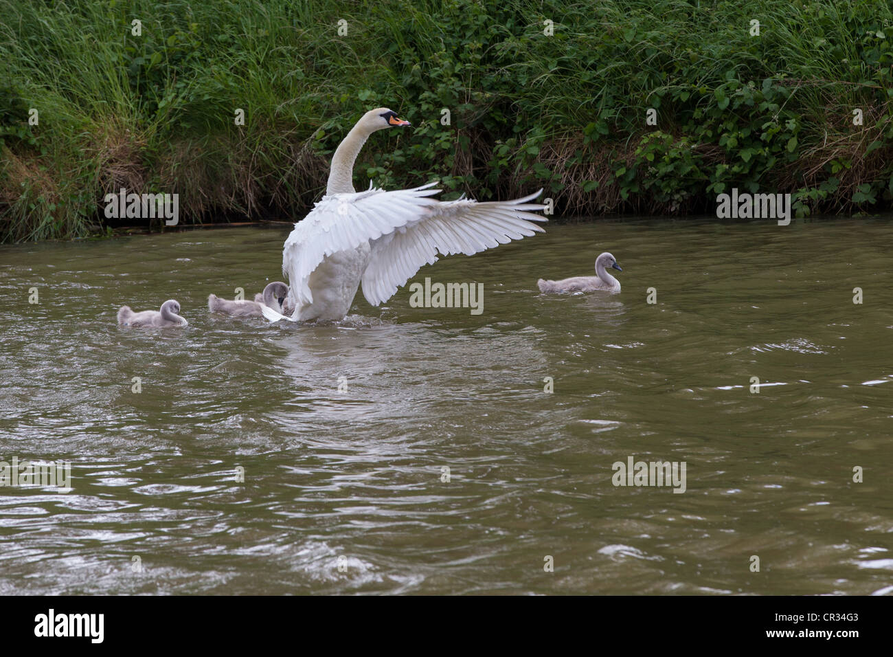 Mute Swan Cygnus olor (Anatidae) with chicks Stock Photo